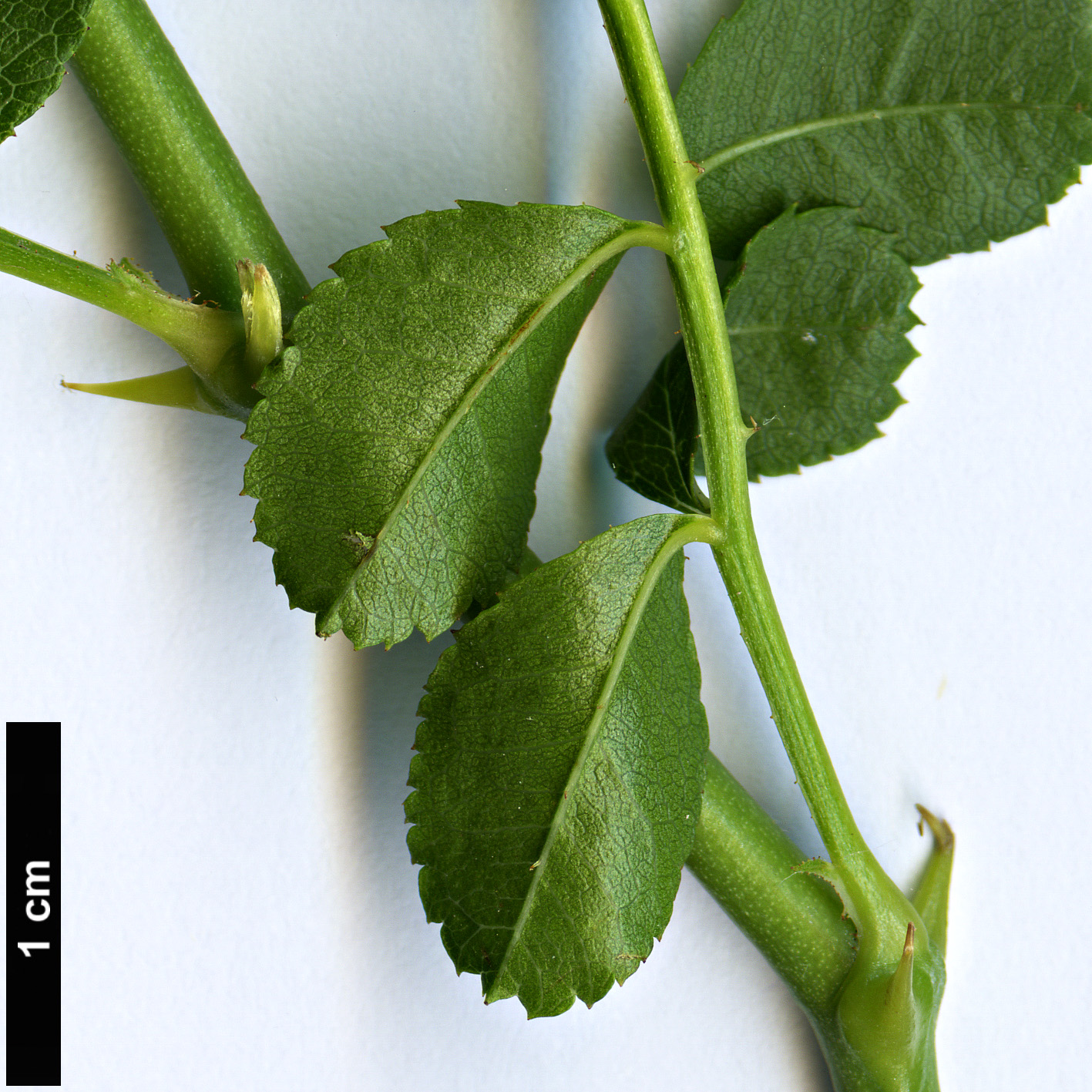High resolution image: Family: Rosaceae - Genus: Rosa - Taxon: clinophylla