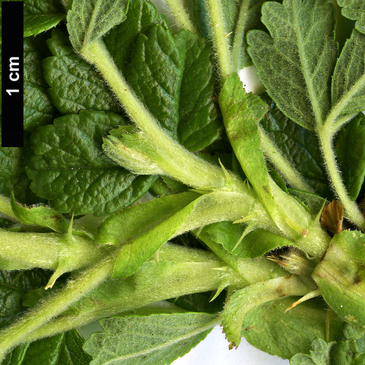 High resolution image: Family: Rosaceae - Genus: Rosa - Taxon: davurica