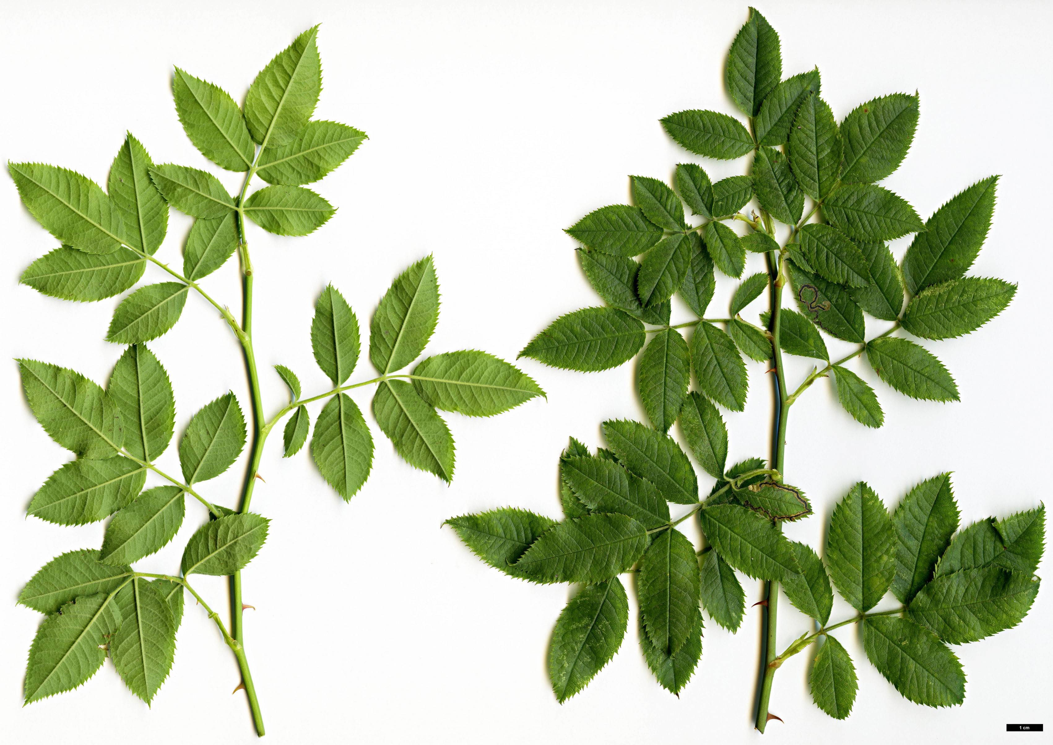 High resolution image: Family: Rosaceae - Genus: Rosa - Taxon: deseglisei
