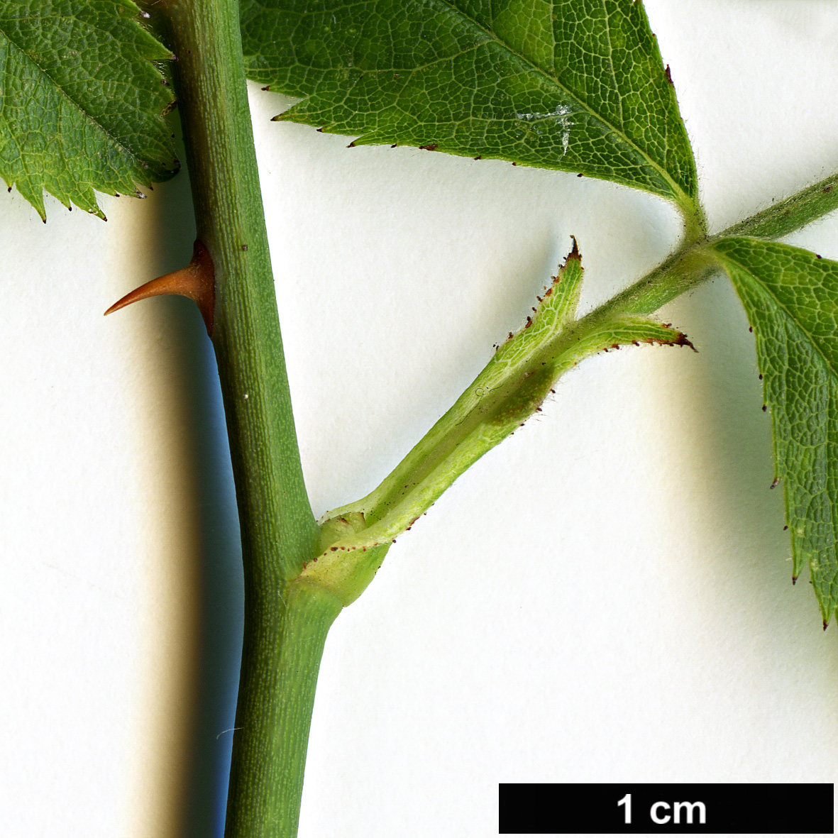 High resolution image: Family: Rosaceae - Genus: Rosa - Taxon: deseglisei