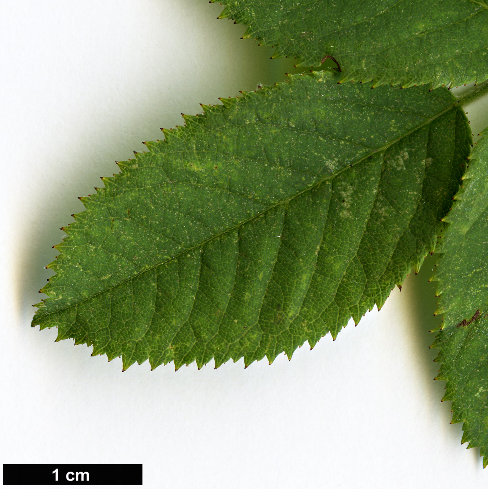 High resolution image: Family: Rosaceae - Genus: Rosa - Taxon: dumalis