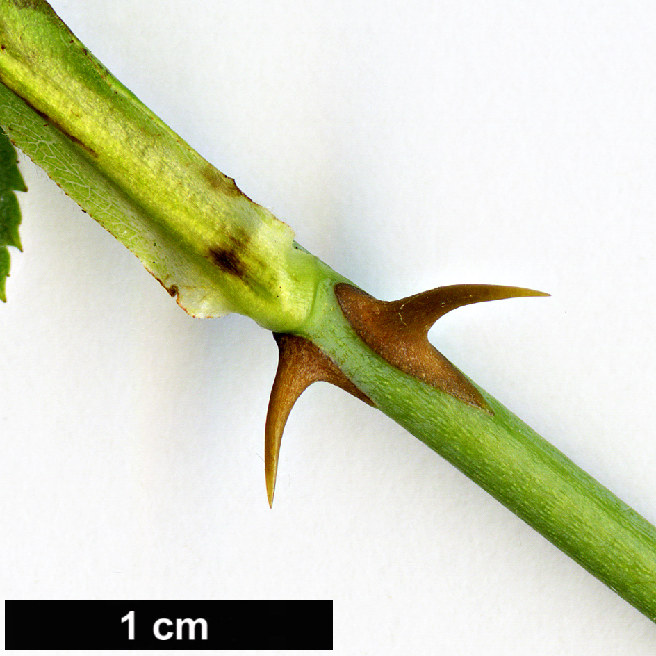 High resolution image: Family: Rosaceae - Genus: Rosa - Taxon: dumalis