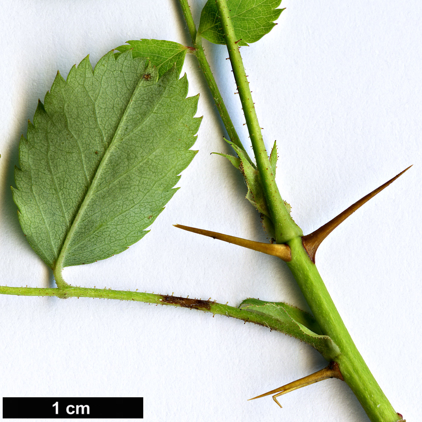 High resolution image: Family: Rosaceae - Genus: Rosa - Taxon: fedtschenkoana