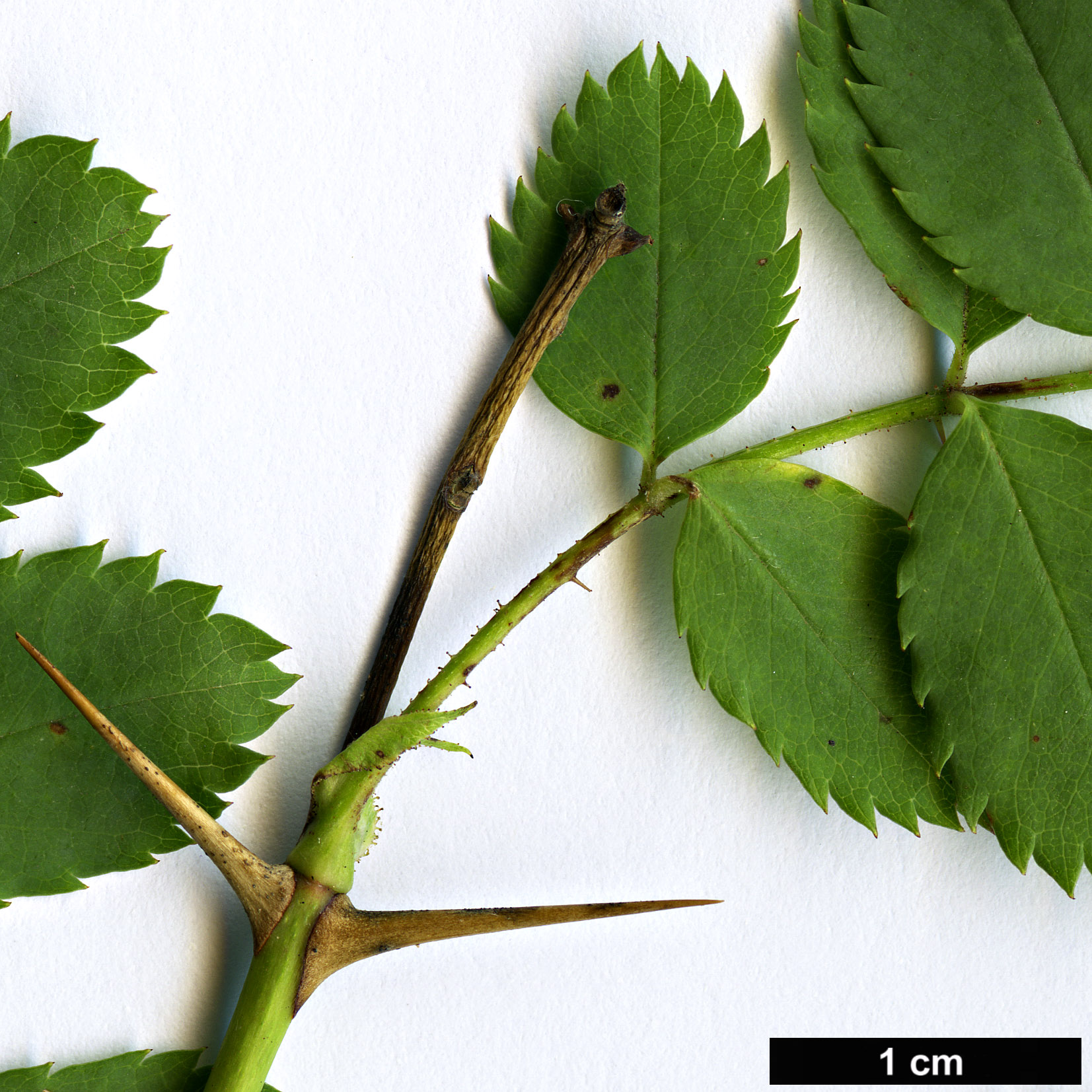 High resolution image: Family: Rosaceae - Genus: Rosa - Taxon: fedtschenkoana
