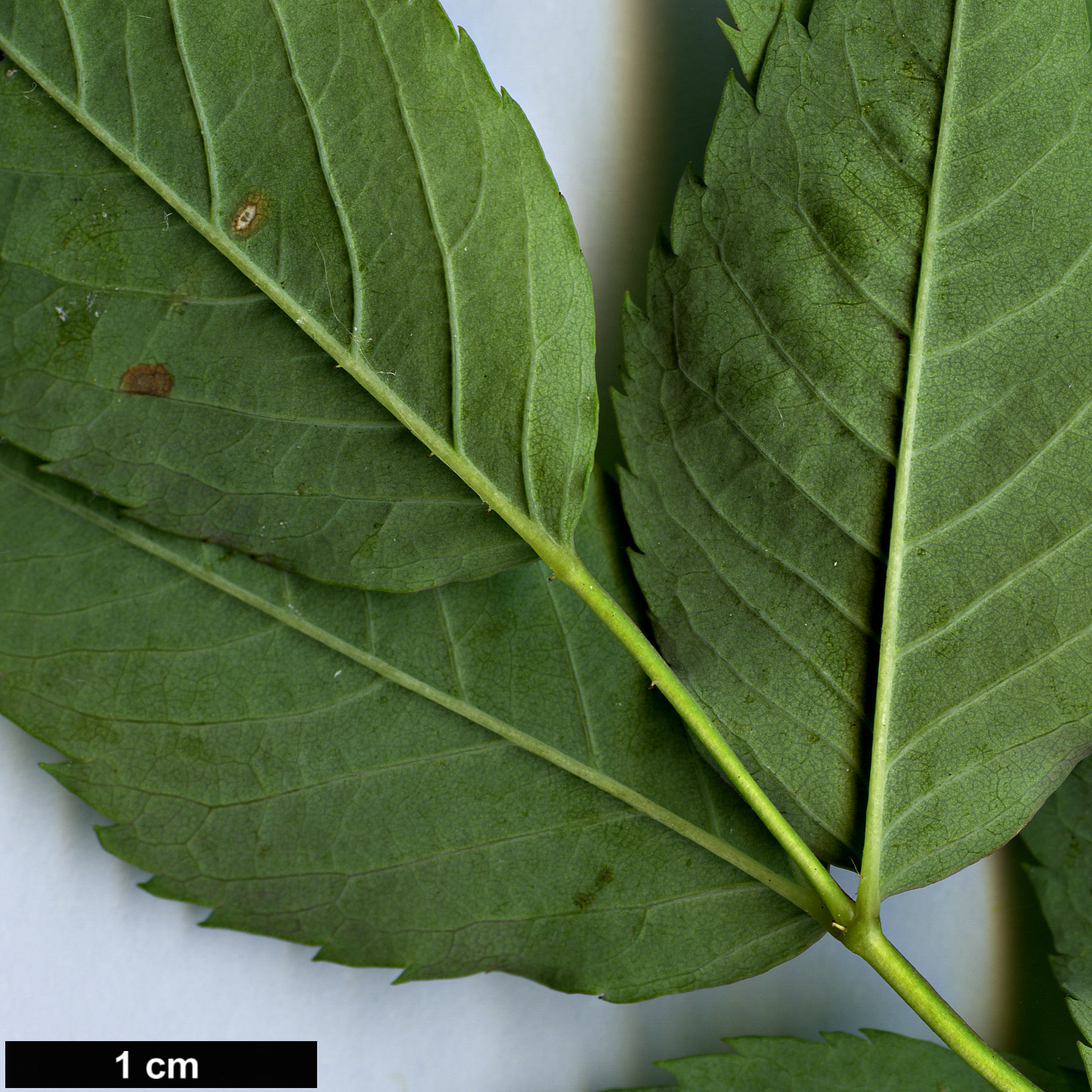 High resolution image: Family: Rosaceae - Genus: Rosa - Taxon: glauca