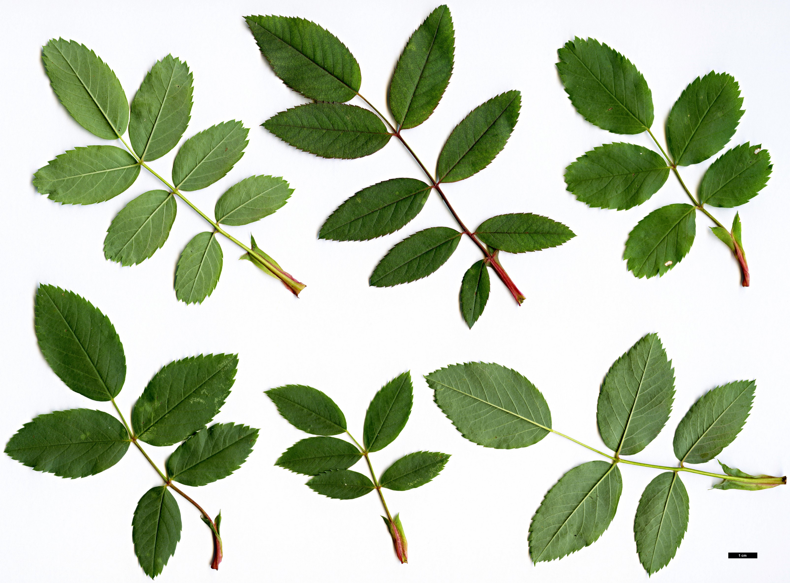 High resolution image: Family: Rosaceae - Genus: Rosa - Taxon: glauca