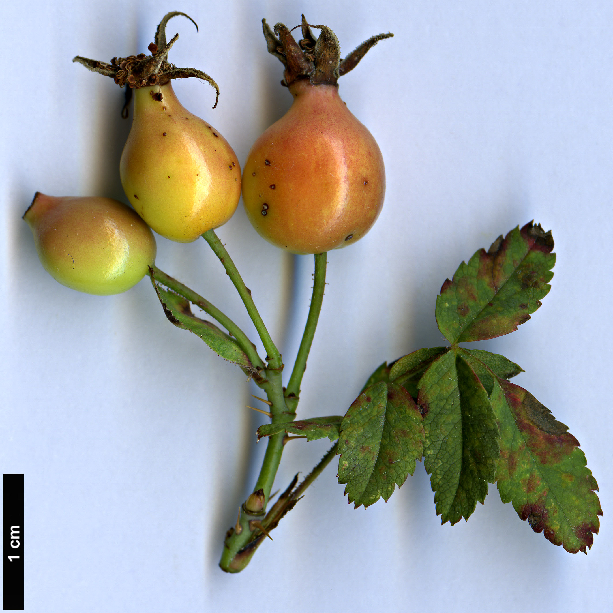 High resolution image: Family: Rosaceae - Genus: Rosa - Taxon: gymnocarpa
