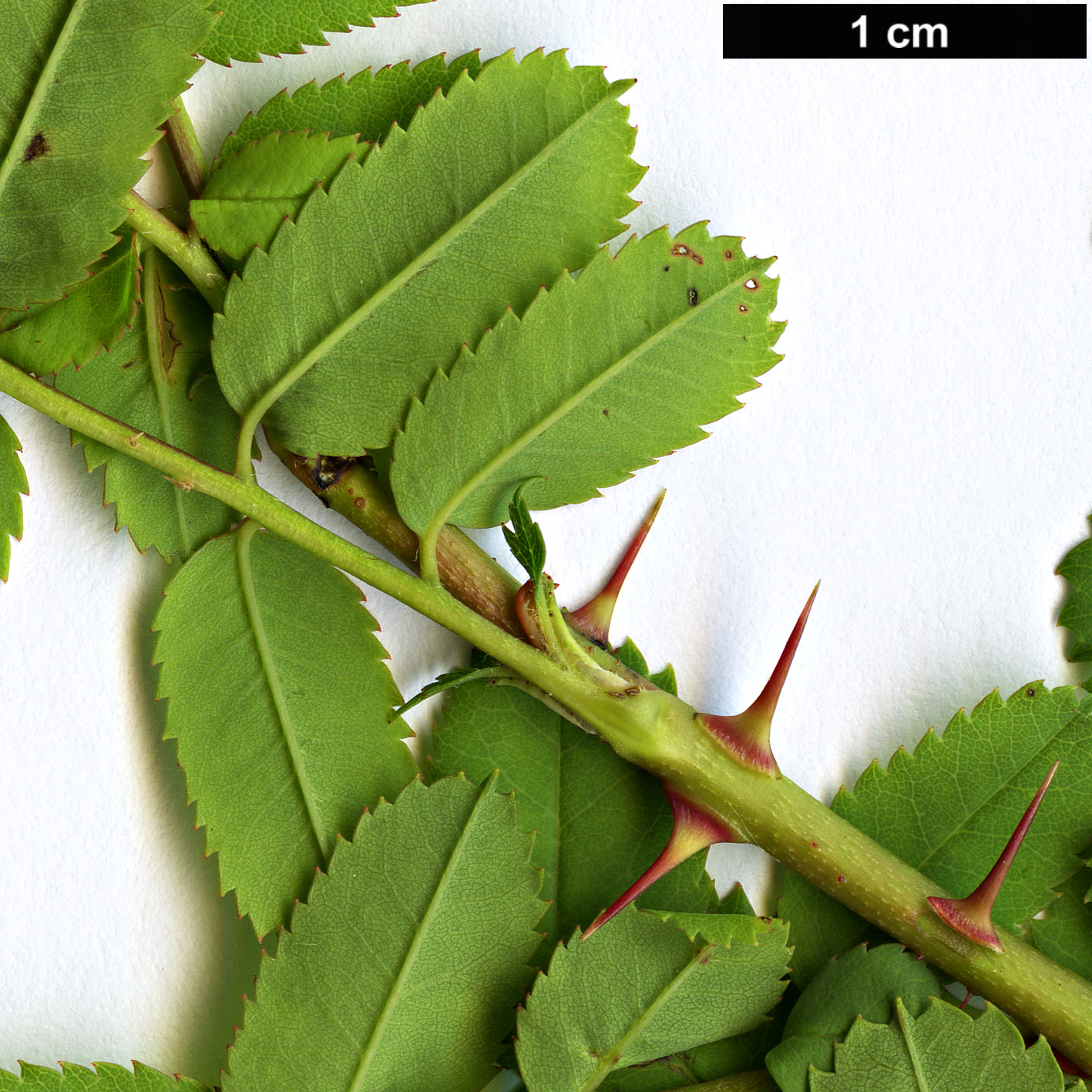 High resolution image: Family: Rosaceae - Genus: Rosa - Taxon: kokanica