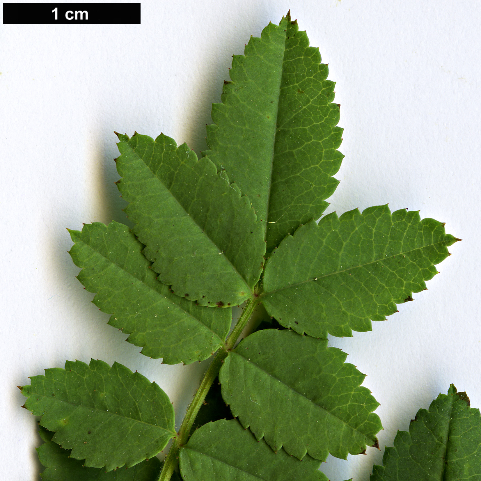 High resolution image: Family: Rosaceae - Genus: Rosa - Taxon: kokanica