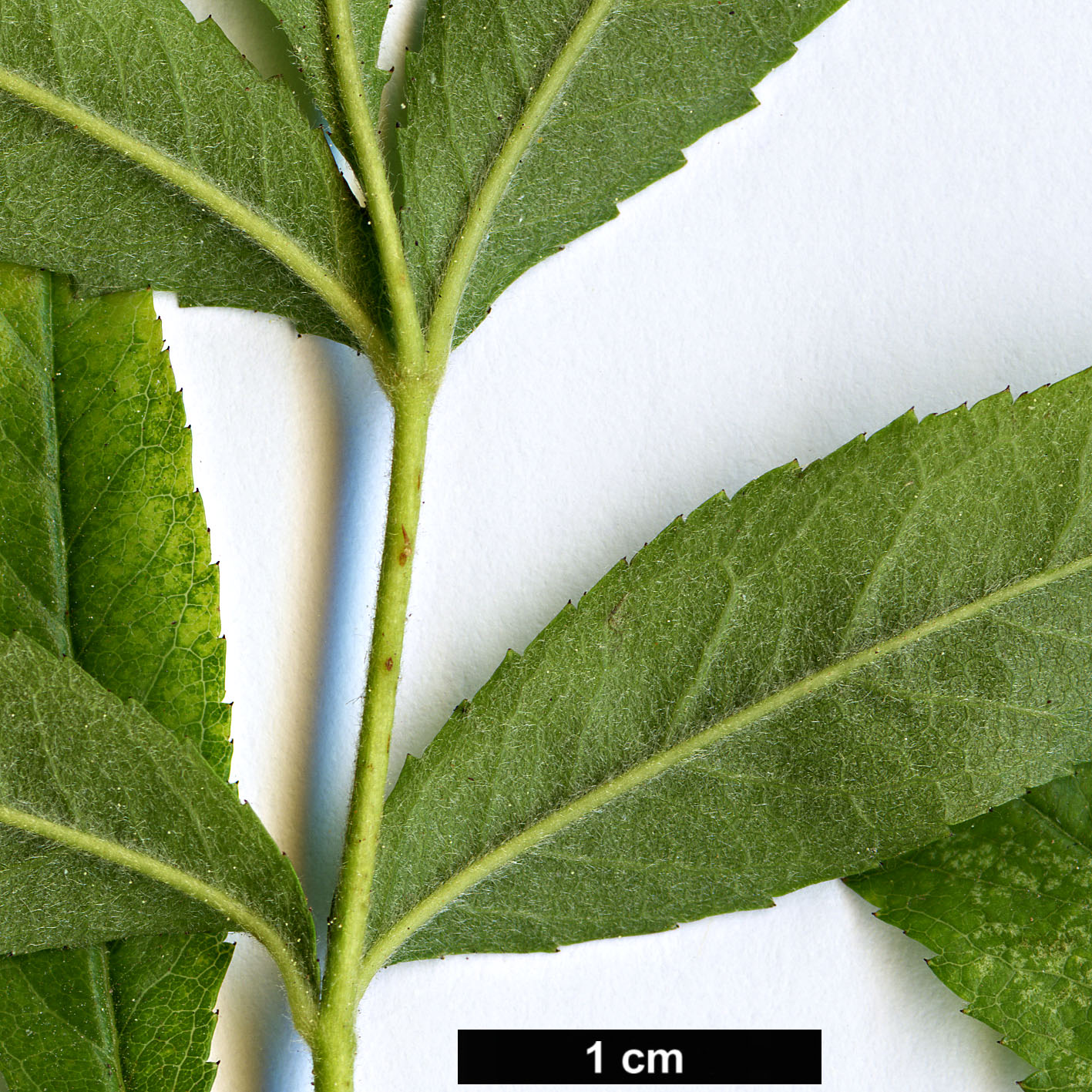 High resolution image: Family: Rosaceae - Genus: Rosa - Taxon: leschenaultiana