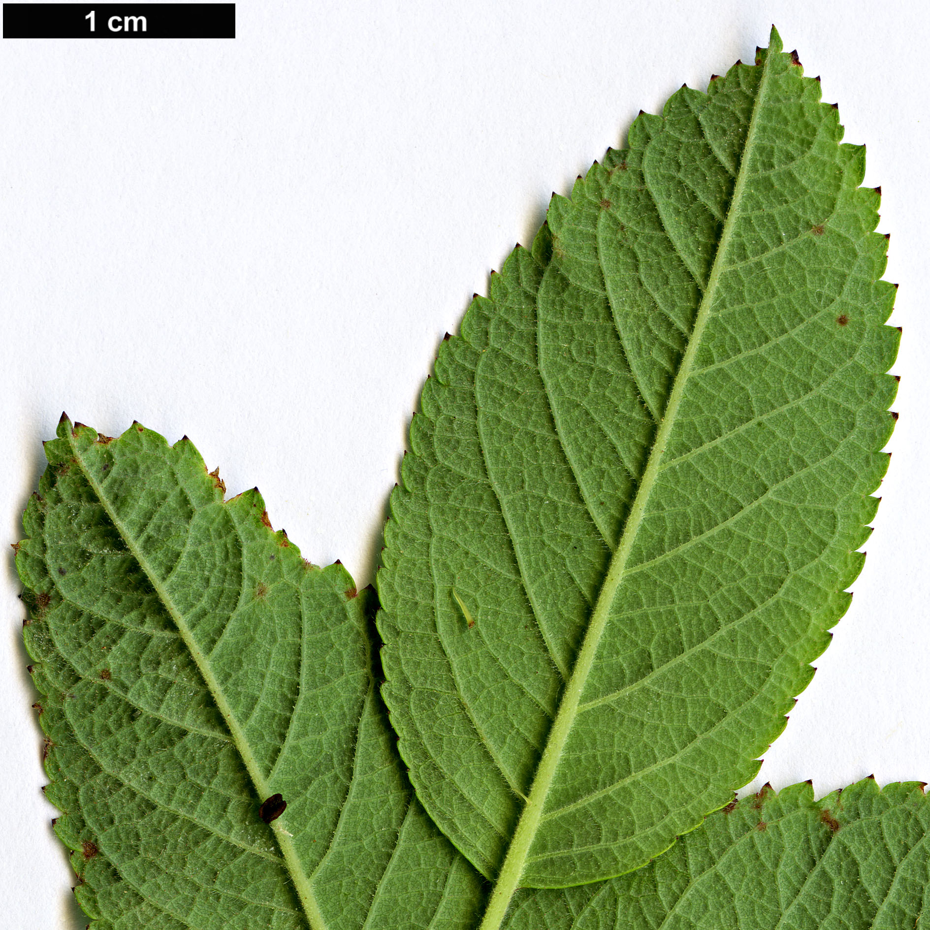 High resolution image: Family: Rosaceae - Genus: Rosa - Taxon: majalis