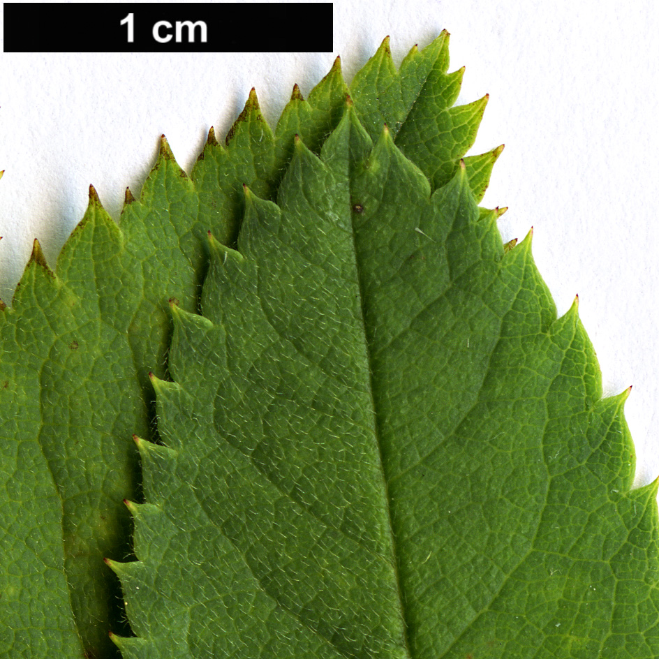 High resolution image: Family: Rosaceae - Genus: Rosa - Taxon: micrantha
