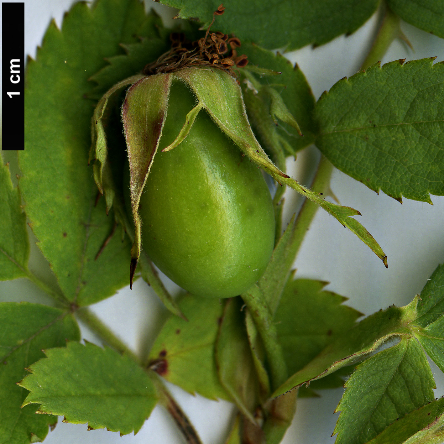 High resolution image: Family: Rosaceae - Genus: Rosa - Taxon: micrantha