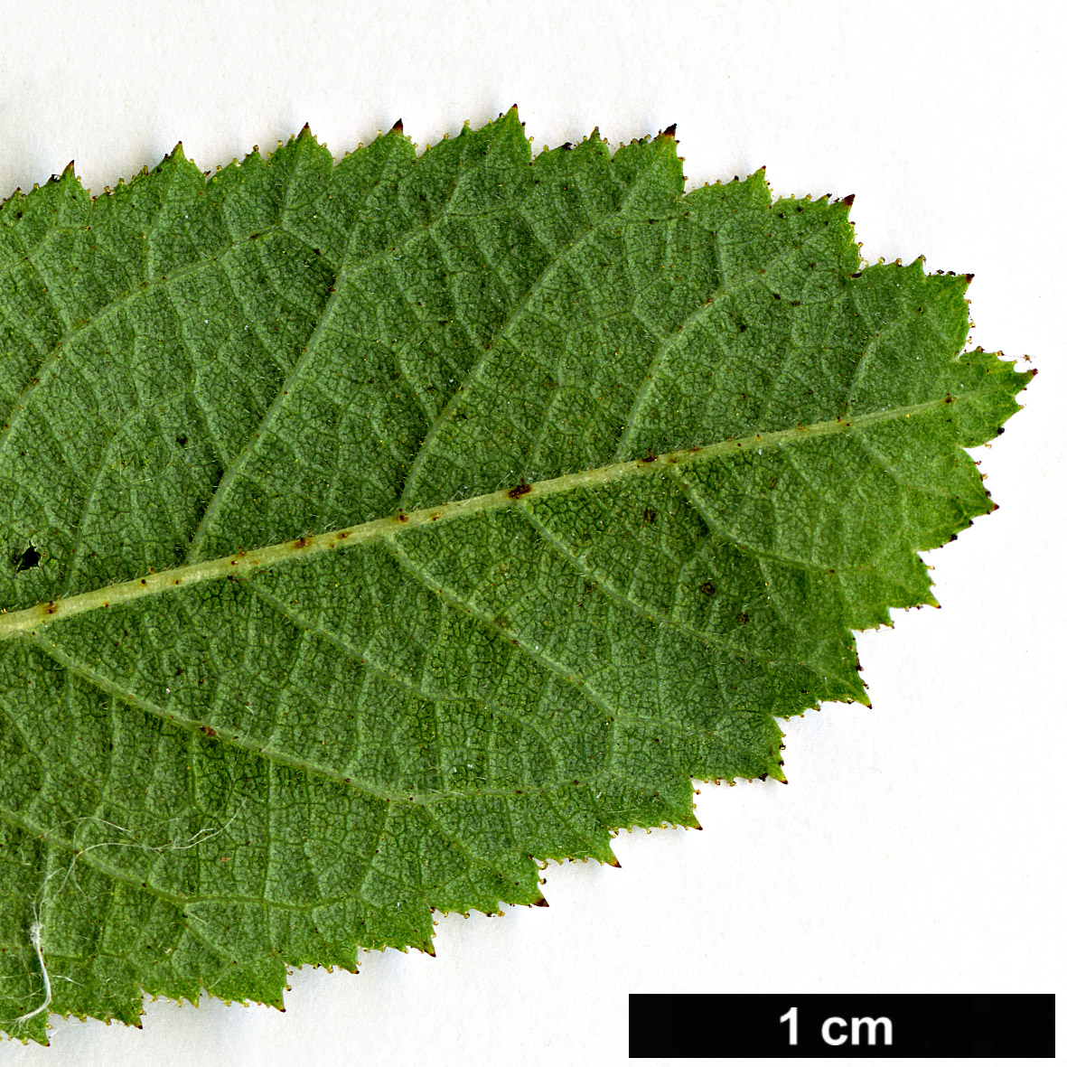 High resolution image: Family: Rosaceae - Genus: Rosa - Taxon: mollis
