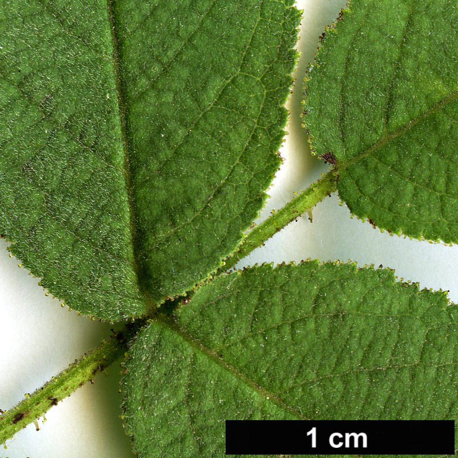 High resolution image: Family: Rosaceae - Genus: Rosa - Taxon: mollis
