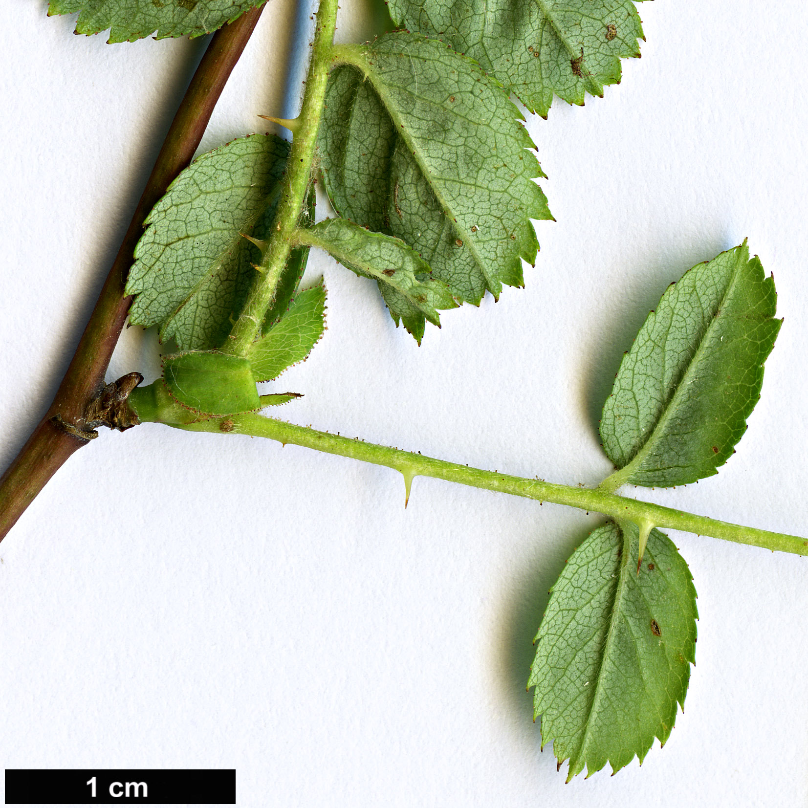 High resolution image: Family: Rosaceae - Genus: Rosa - Taxon: moyesii
