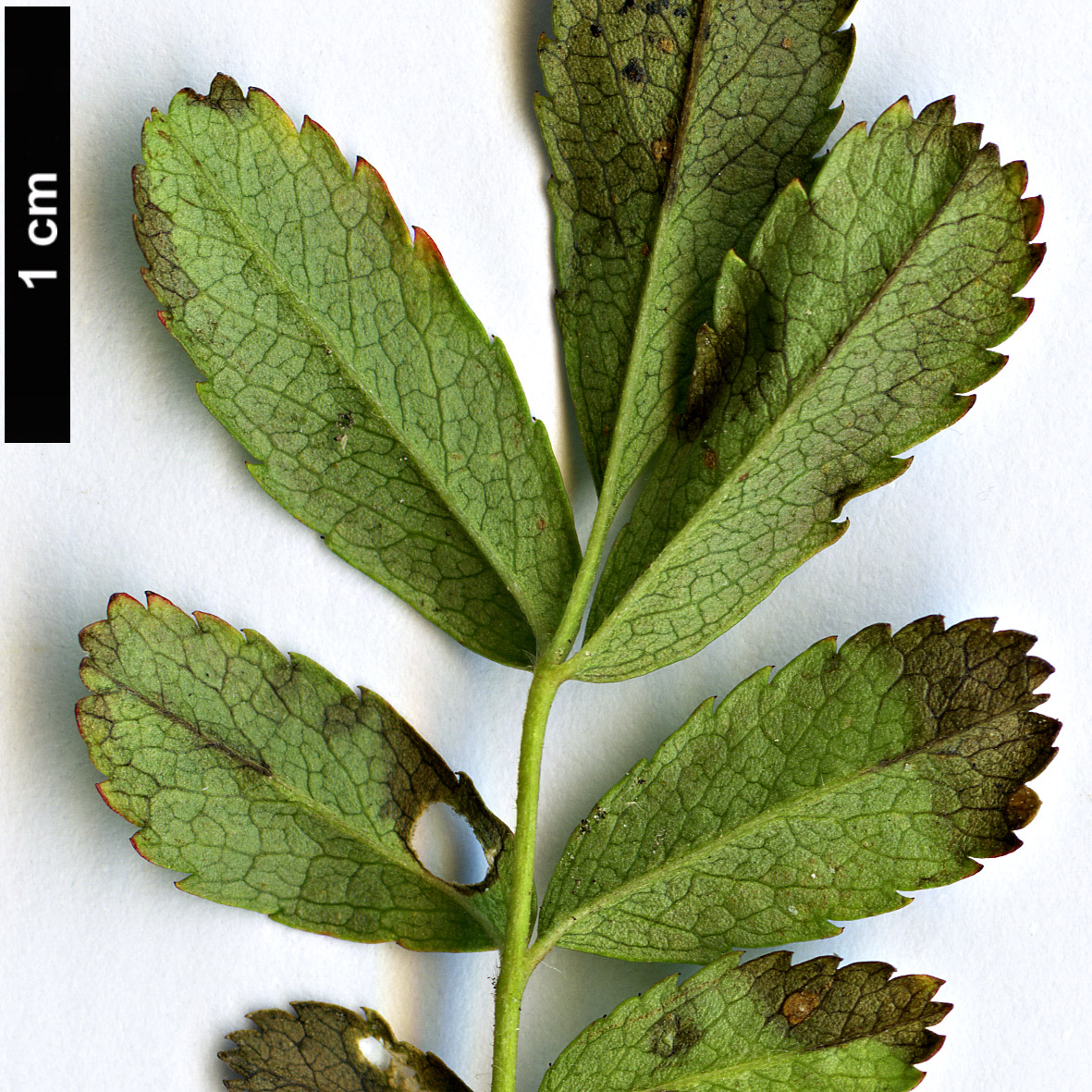 High resolution image: Family: Rosaceae - Genus: Rosa - Taxon: nitida