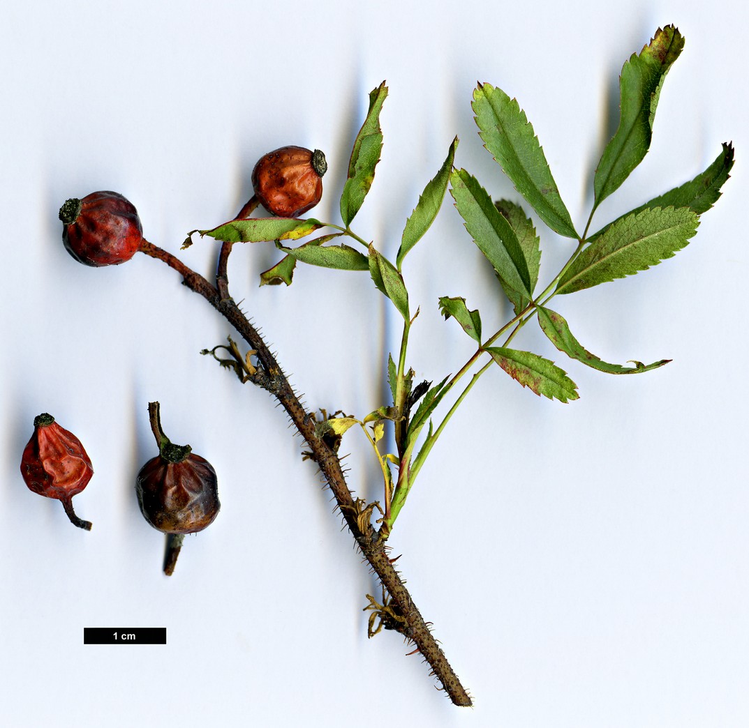 High resolution image: Family: Rosaceae - Genus: Rosa - Taxon: nitida