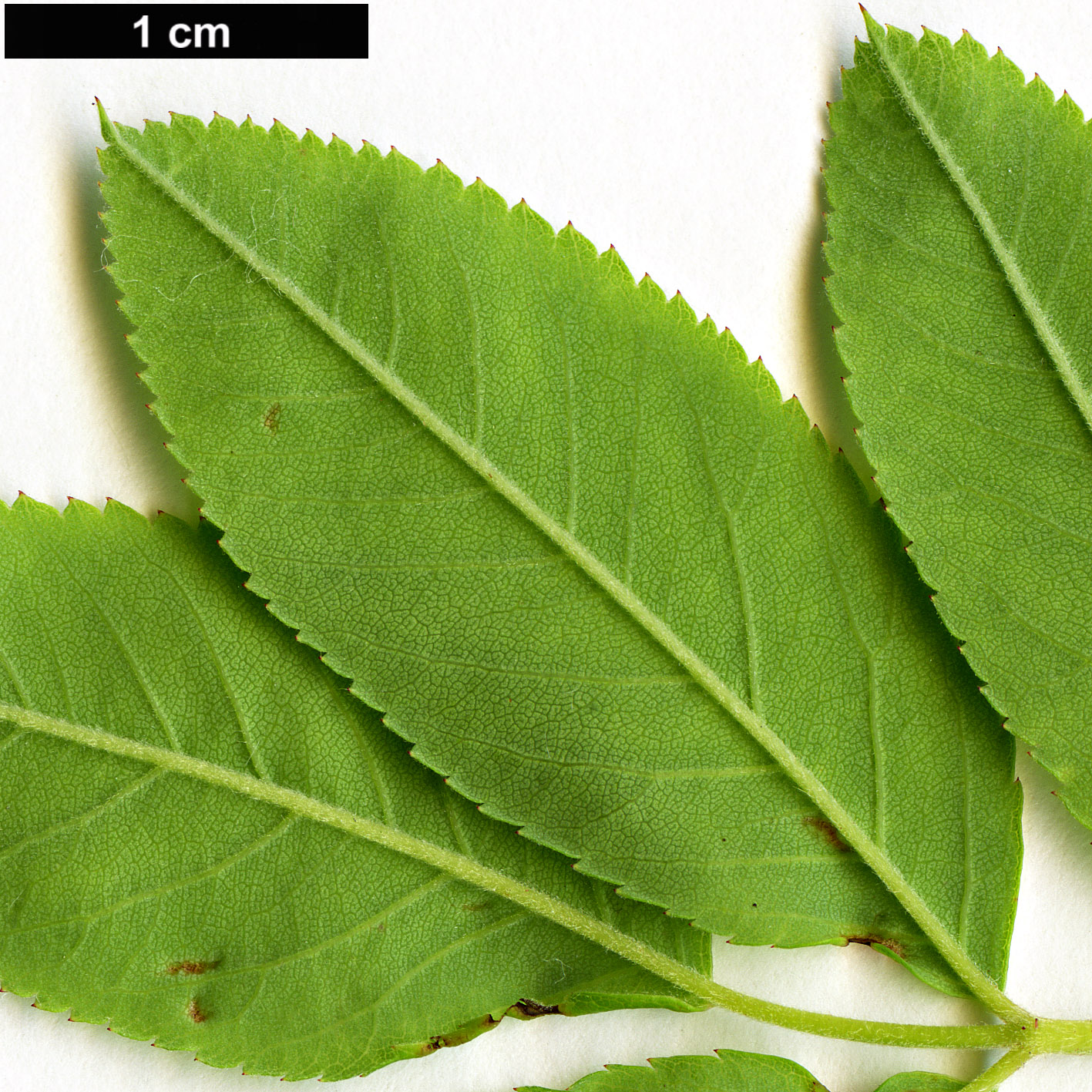 High resolution image: Family: Rosaceae - Genus: Rosa - Taxon: palustris
