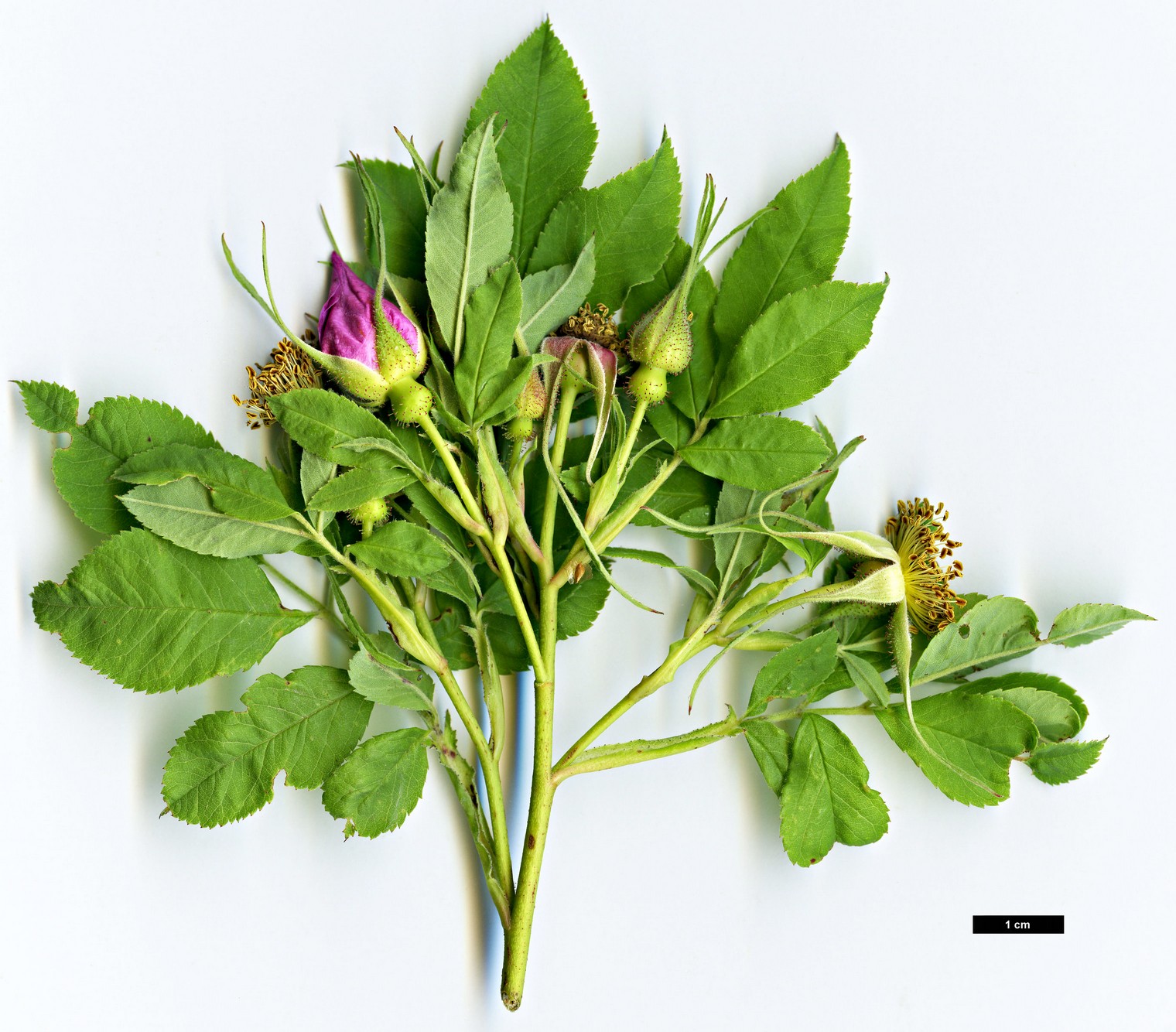 High resolution image: Family: Rosaceae - Genus: Rosa - Taxon: palustris