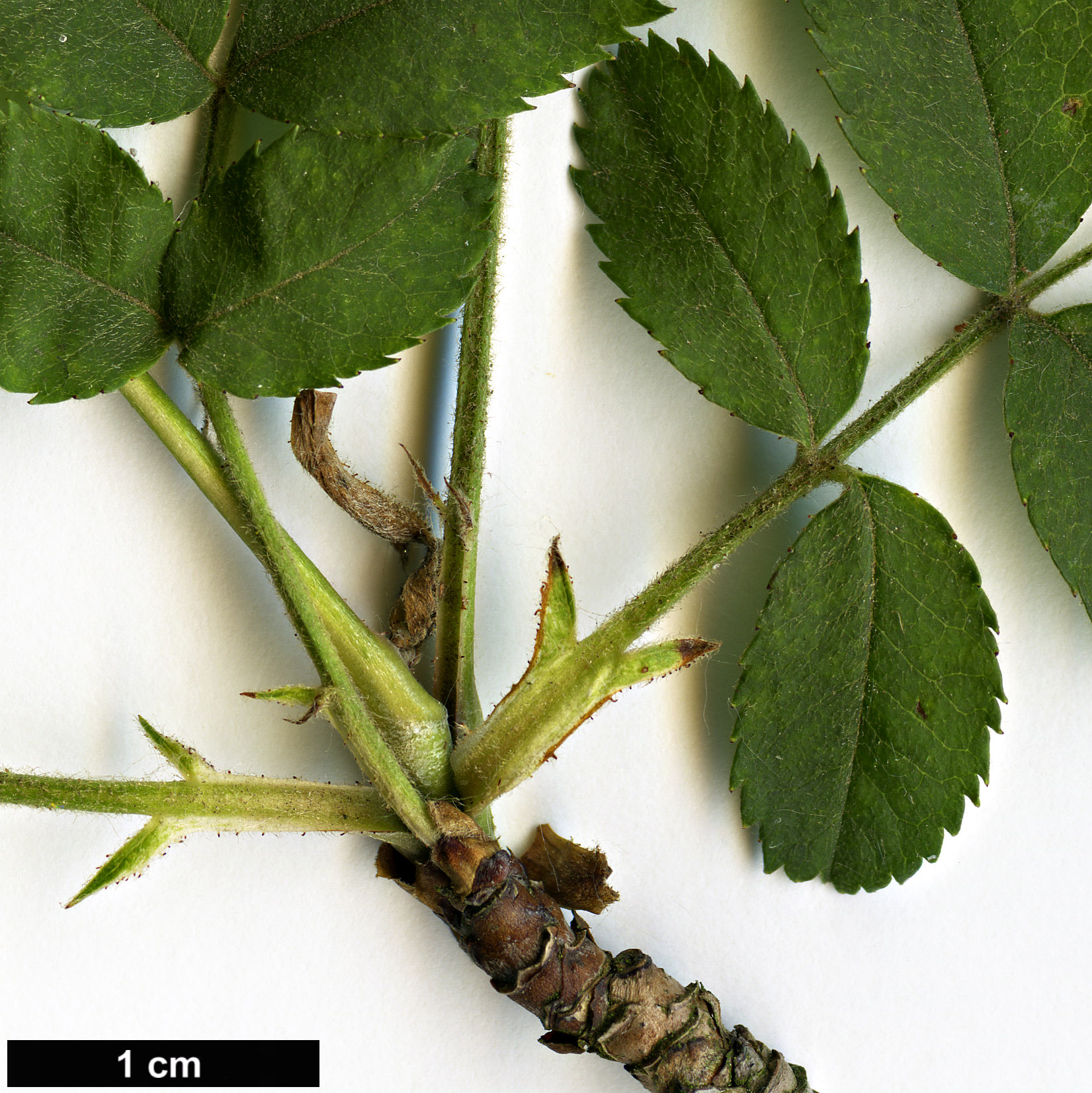 High resolution image: Family: Rosaceae - Genus: Rosa - Taxon: roxburghii