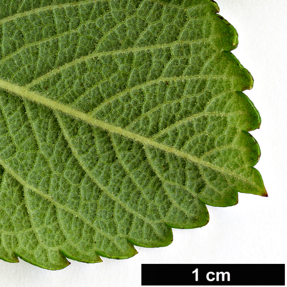 High resolution image: Family: Rosaceae - Genus: Rosa - Taxon: rugosa
