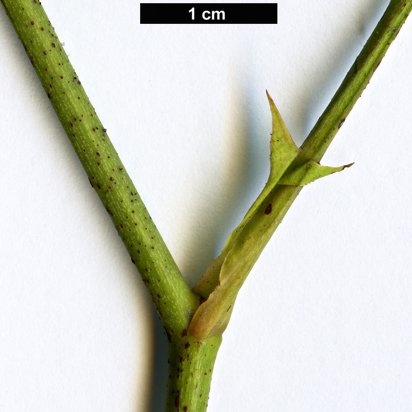 High resolution image: Family: Rosaceae - Genus: Rosa - Taxon: sambucina