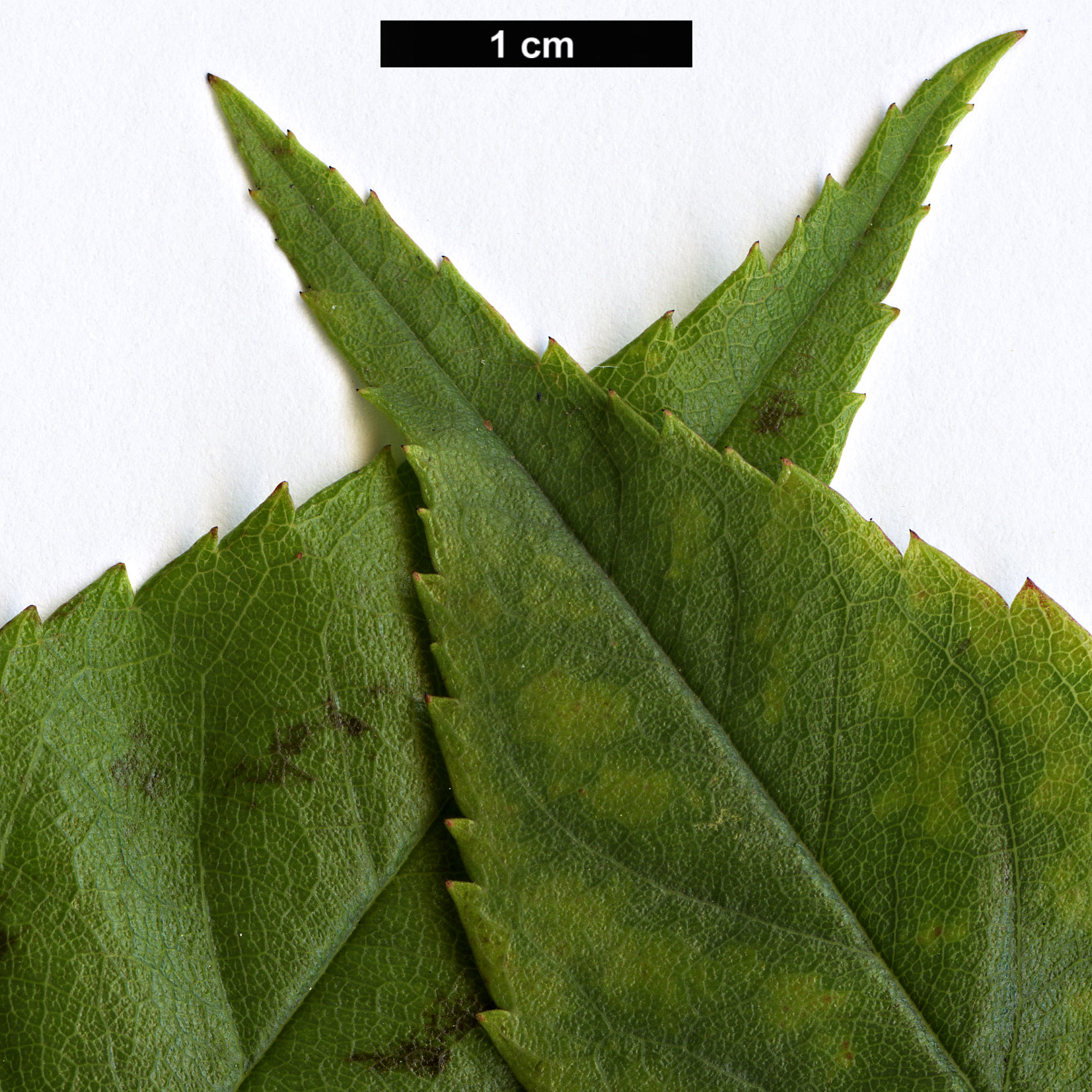 High resolution image: Family: Rosaceae - Genus: Rosa - Taxon: sambucina