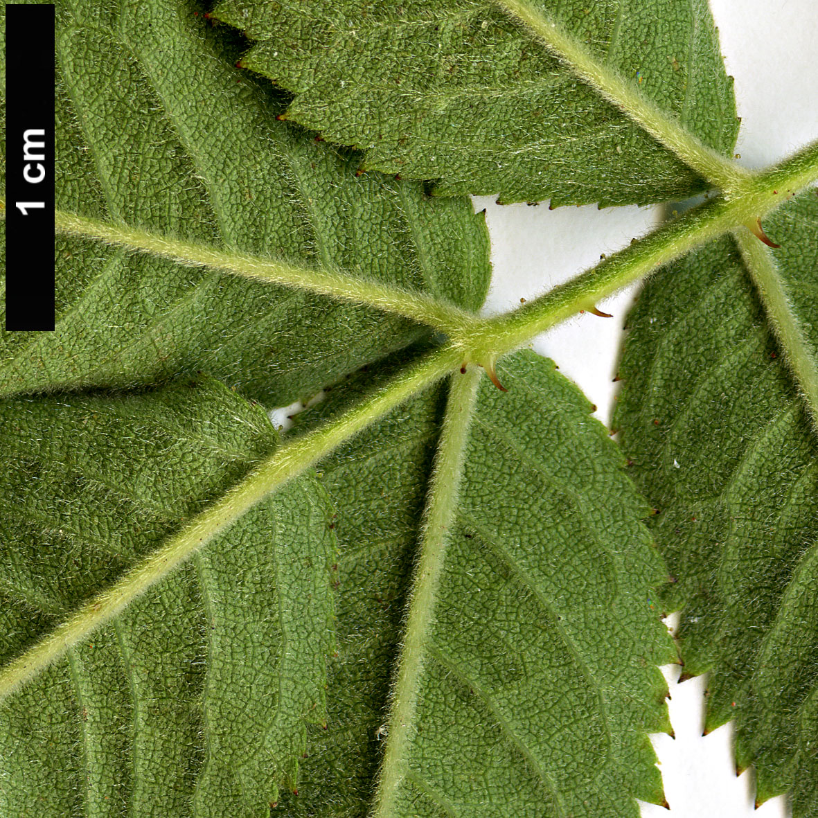 High resolution image: Family: Rosaceae - Genus: Rosa - Taxon: scabriuscula