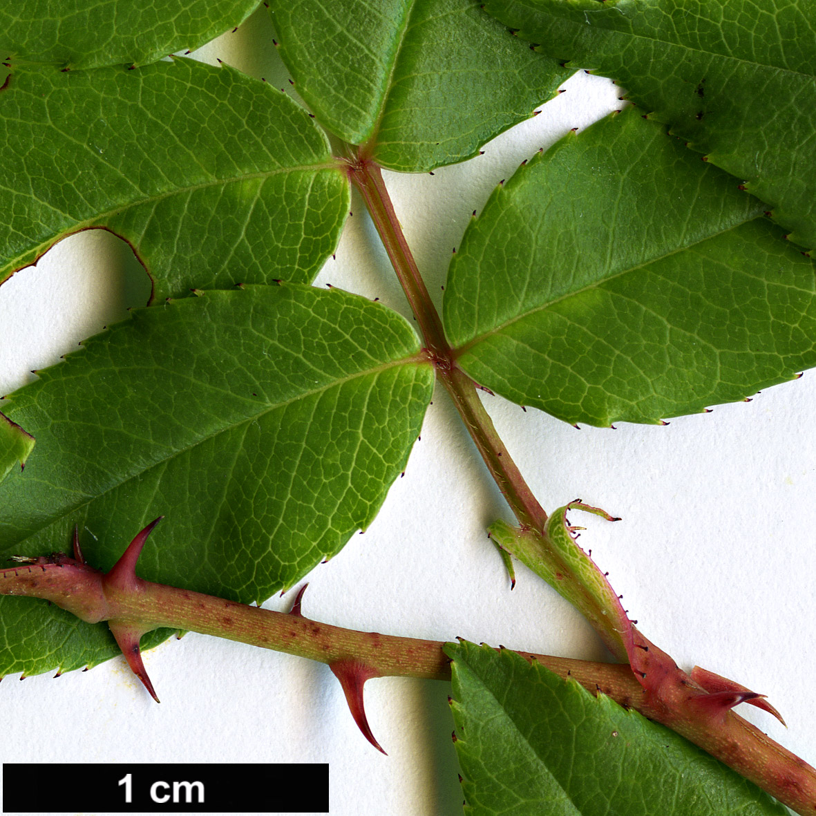 High resolution image: Family: Rosaceae - Genus: Rosa - Taxon: sempervirens