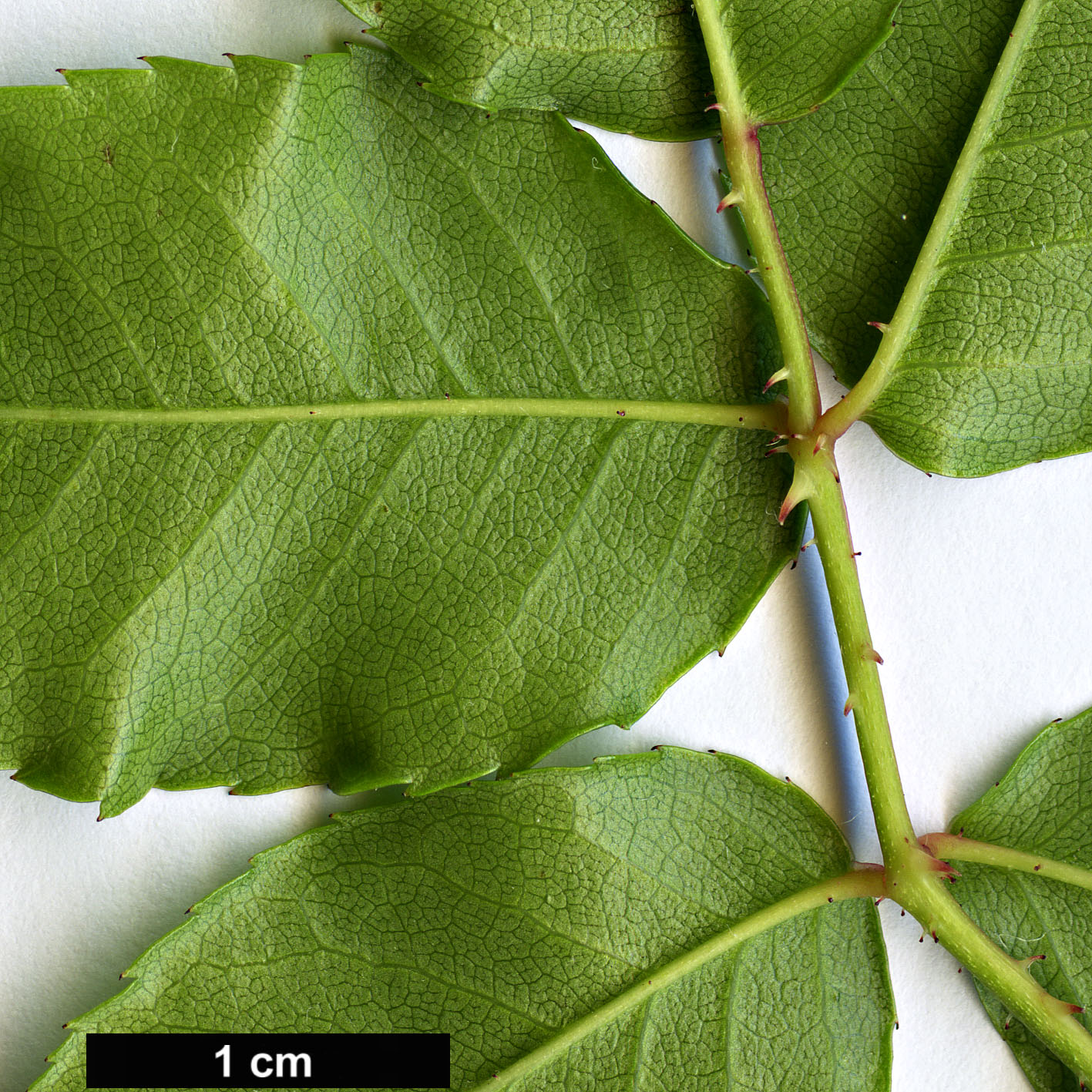 High resolution image: Family: Rosaceae - Genus: Rosa - Taxon: sempervirens