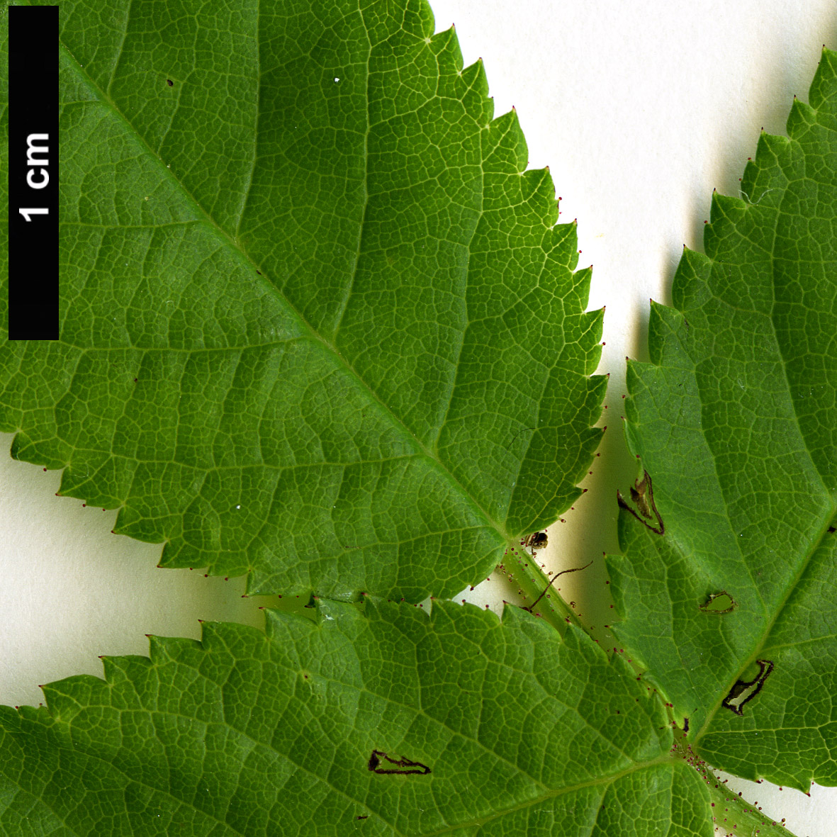 High resolution image: Family: Rosaceae - Genus: Rosa - Taxon: setigera