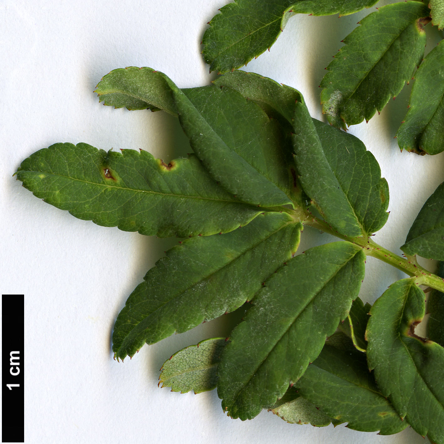 High resolution image: Family: Rosaceae - Genus: Rosa - Taxon: sikangensis