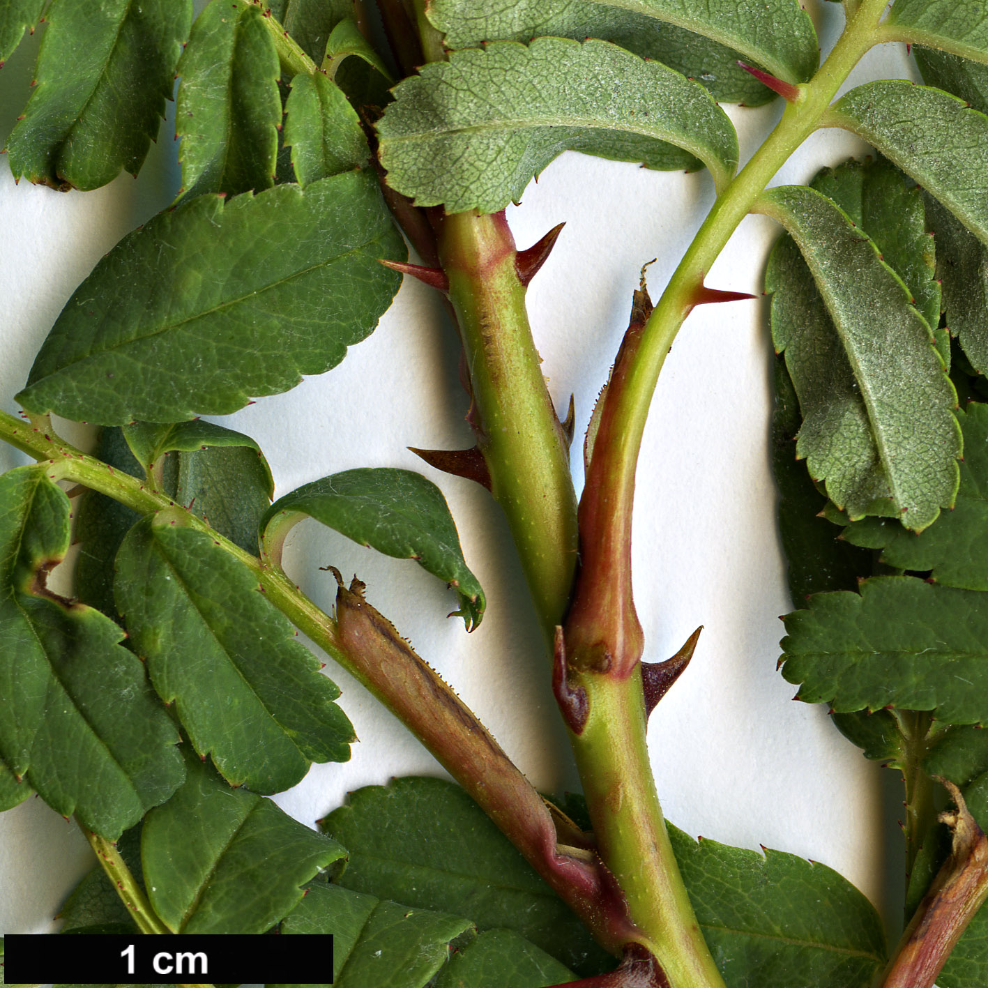 High resolution image: Family: Rosaceae - Genus: Rosa - Taxon: sikangensis