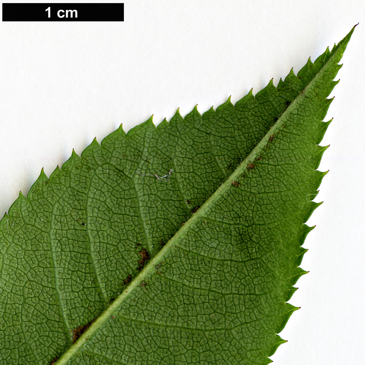 High resolution image: Family: Rosaceae - Genus: Rosa - Taxon: stylosa