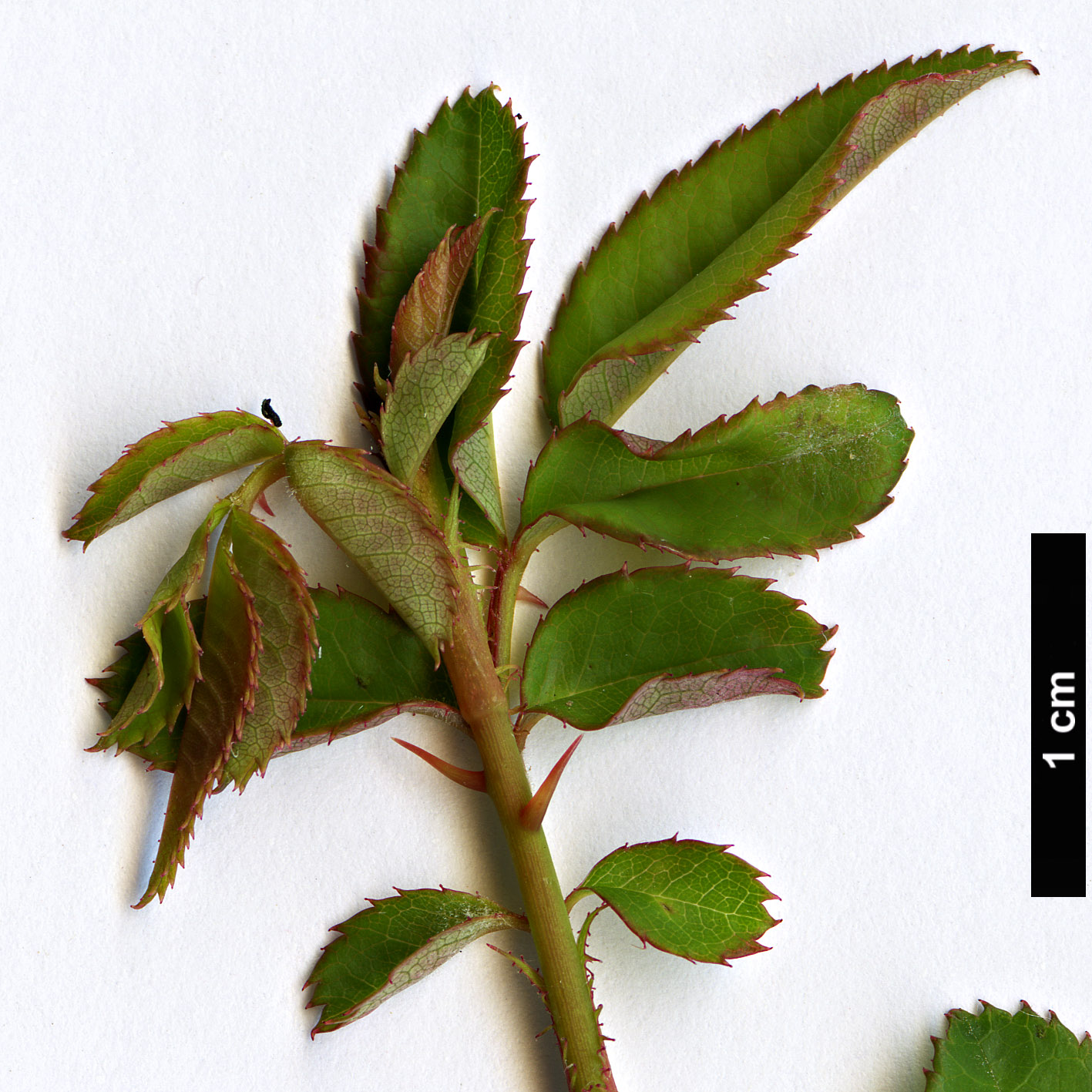 High resolution image: Family: Rosaceae - Genus: Rosa - Taxon: transmorrisonensis