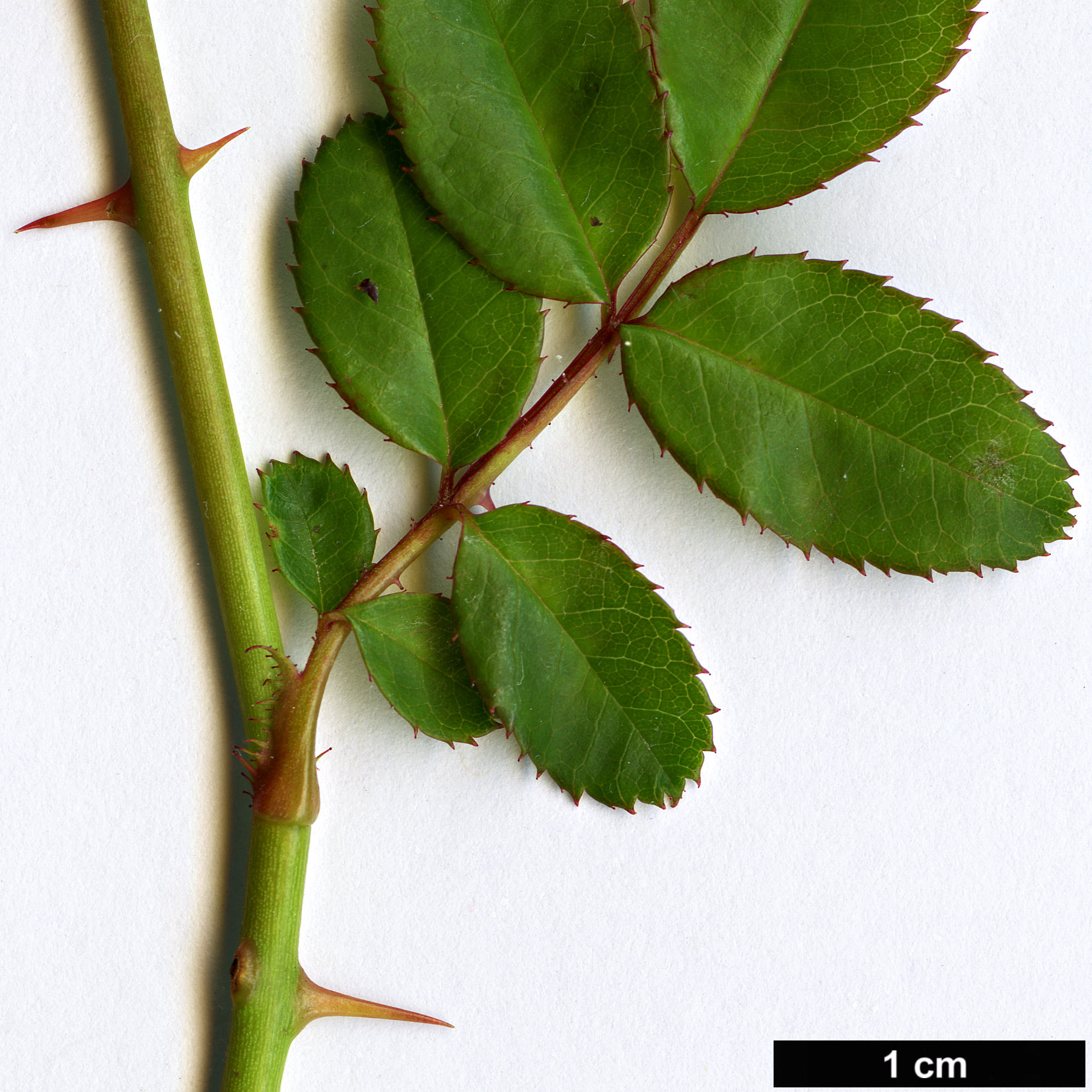 High resolution image: Family: Rosaceae - Genus: Rosa - Taxon: transmorrisonensis