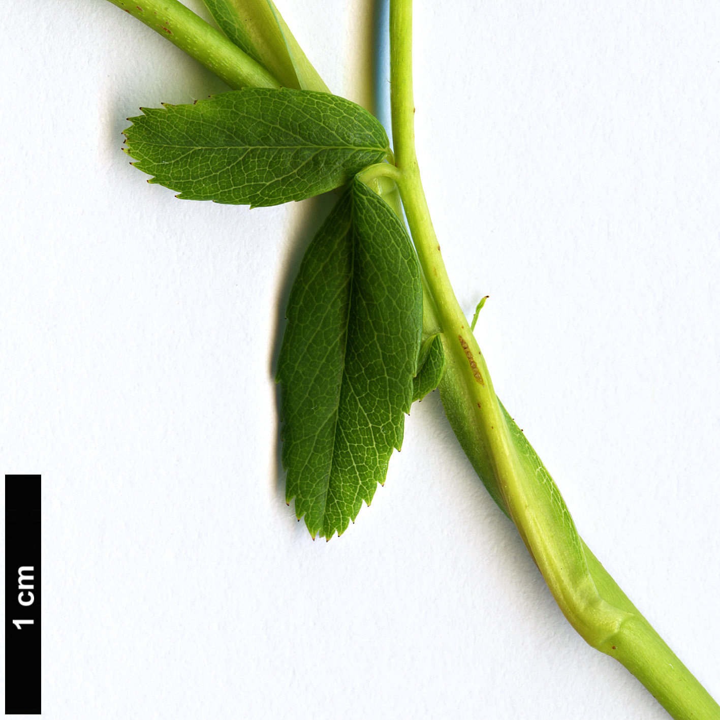 High resolution image: Family: Rosaceae - Genus: Rosa - Taxon: virginiana