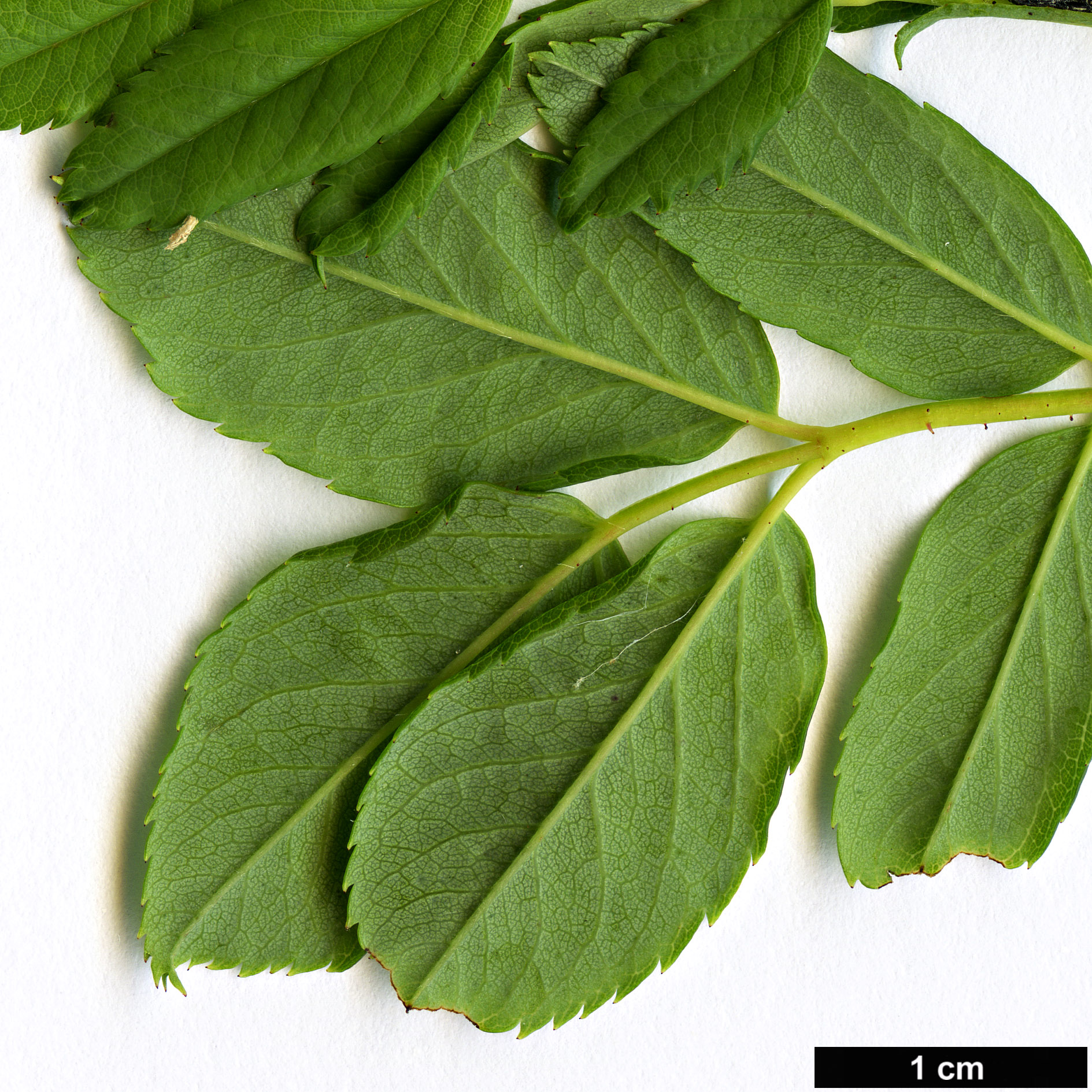 High resolution image: Family: Rosaceae - Genus: Rosa - Taxon: virginiana