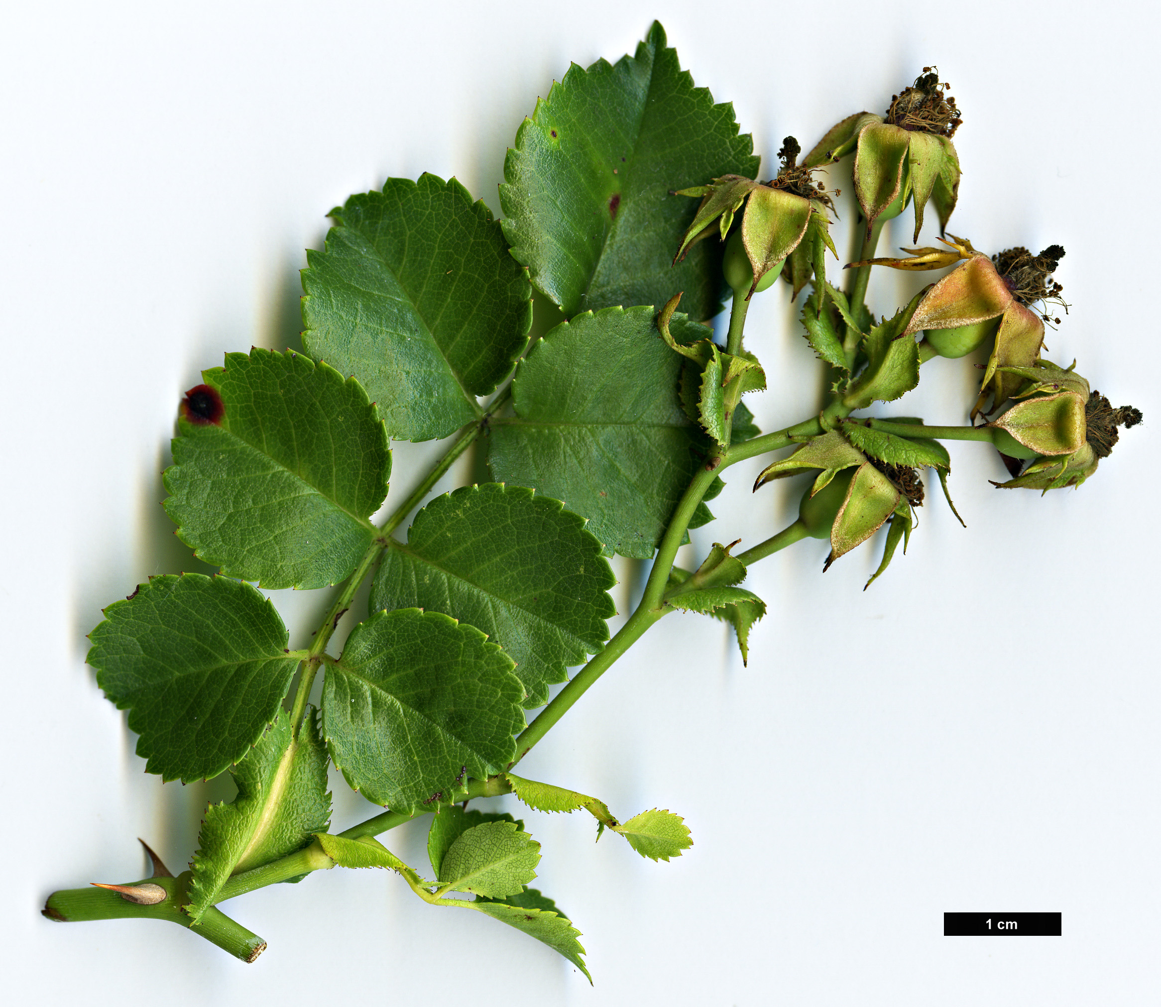 High resolution image: Family: Rosaceae - Genus: Rosa - Taxon: wichuraiana