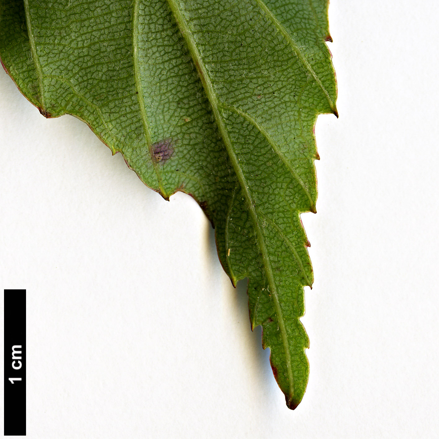 High resolution image: Family: Rosaceae - Genus: Rubus - Taxon: acuminatus