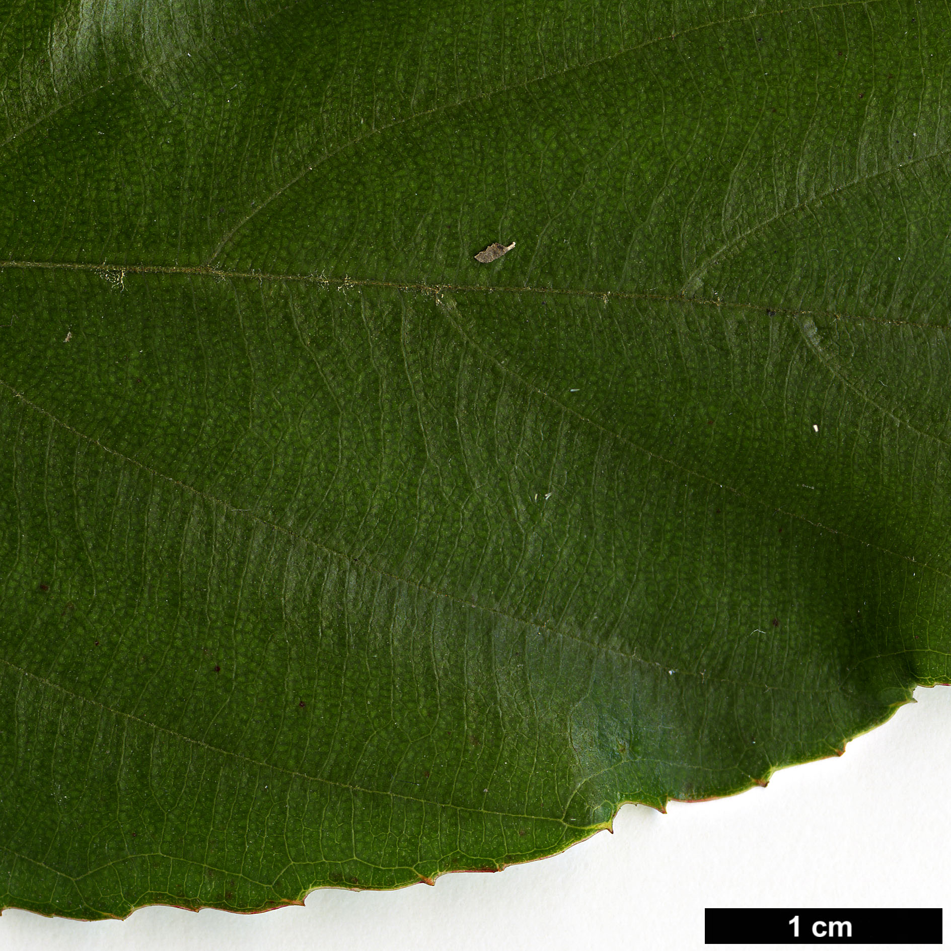 High resolution image: Family: Rosaceae - Genus: Rubus - Taxon: acuminatus