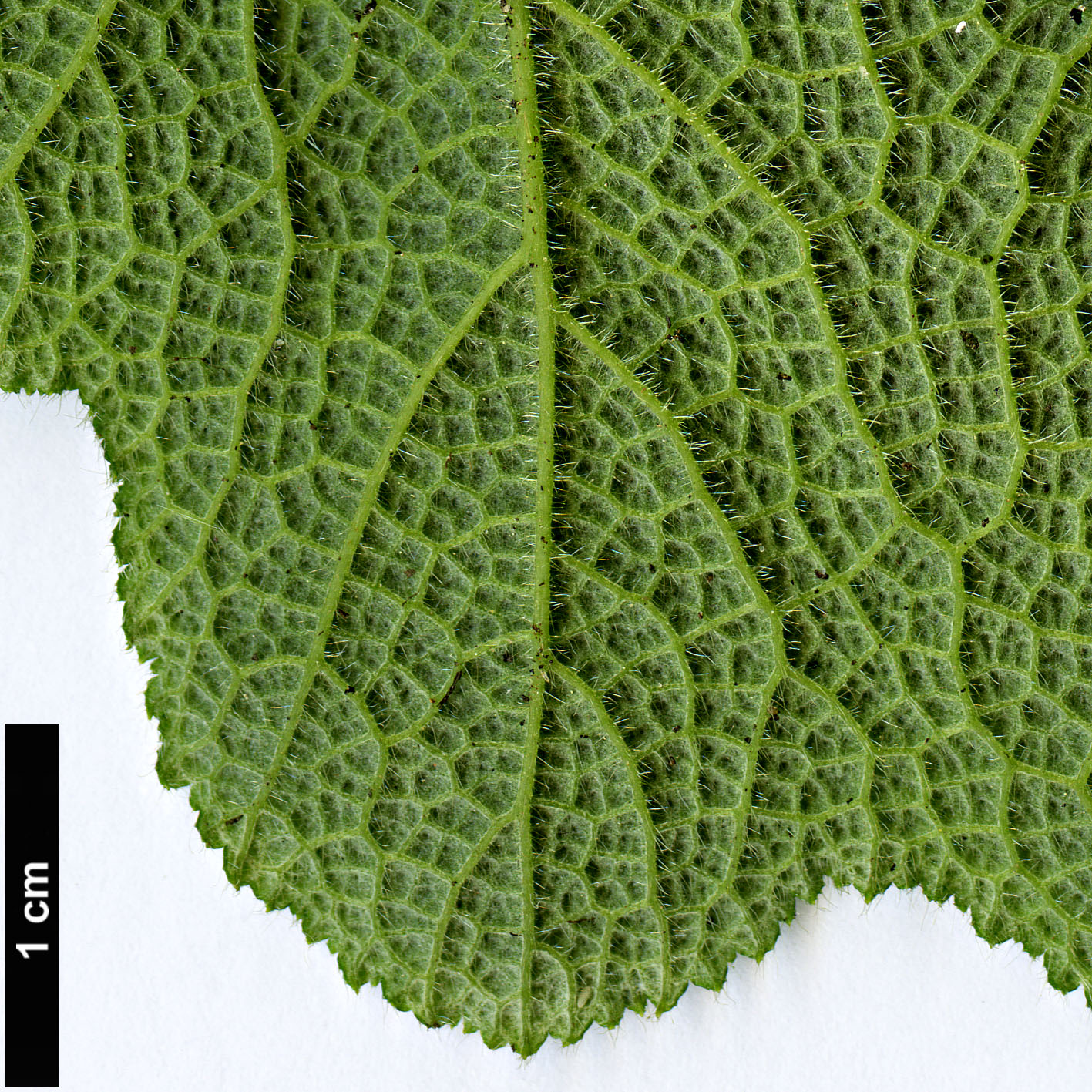High resolution image: Family: Rosaceae - Genus: Rubus - Taxon: alceifolius