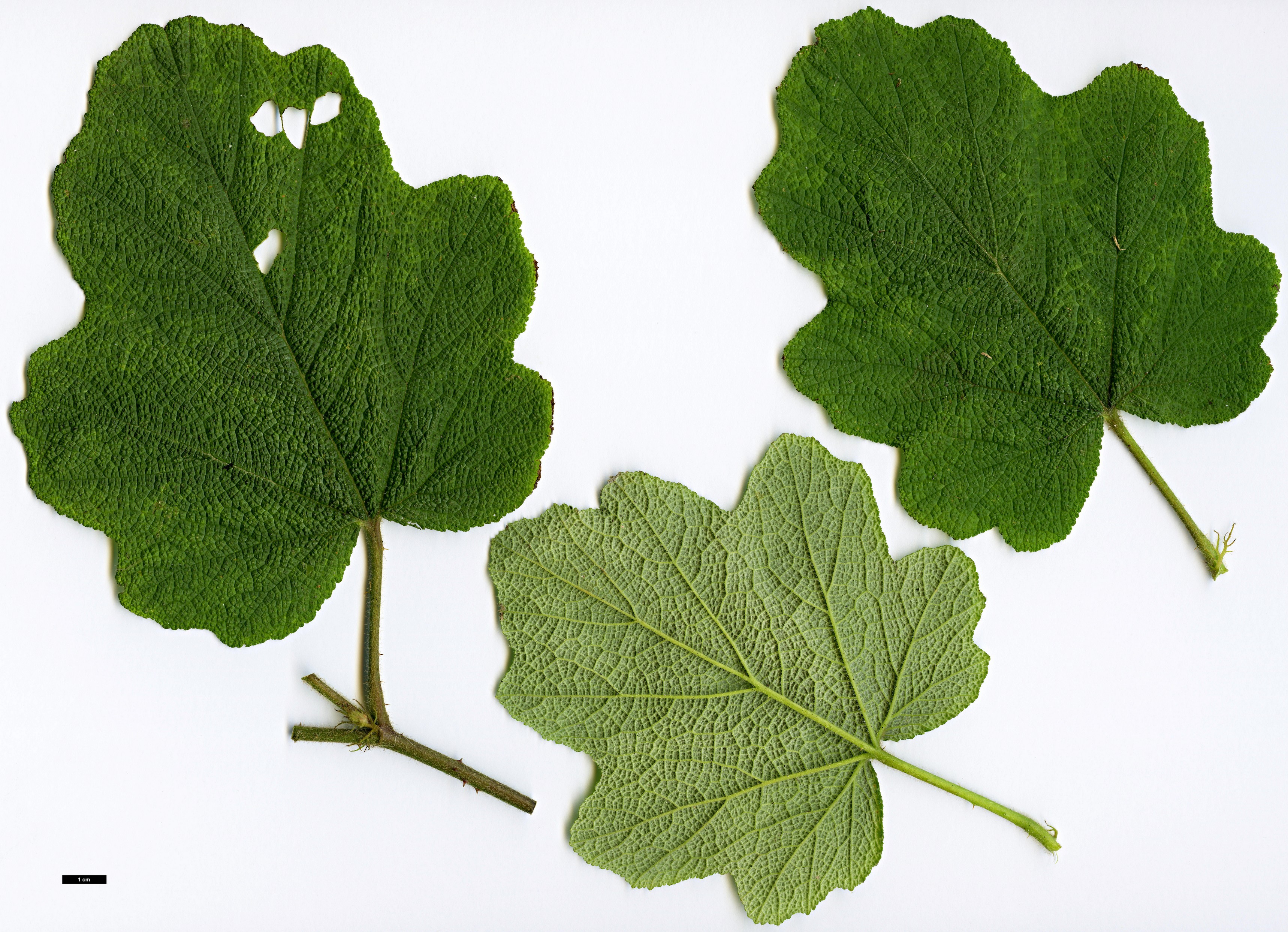 High resolution image: Family: Rosaceae - Genus: Rubus - Taxon: alceifolius