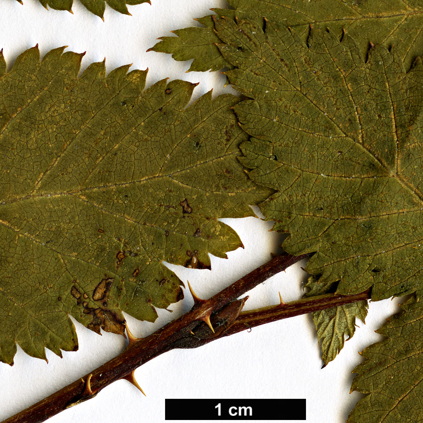 High resolution image: Family: Rosaceae - Genus: Rubus - Taxon: amabilis