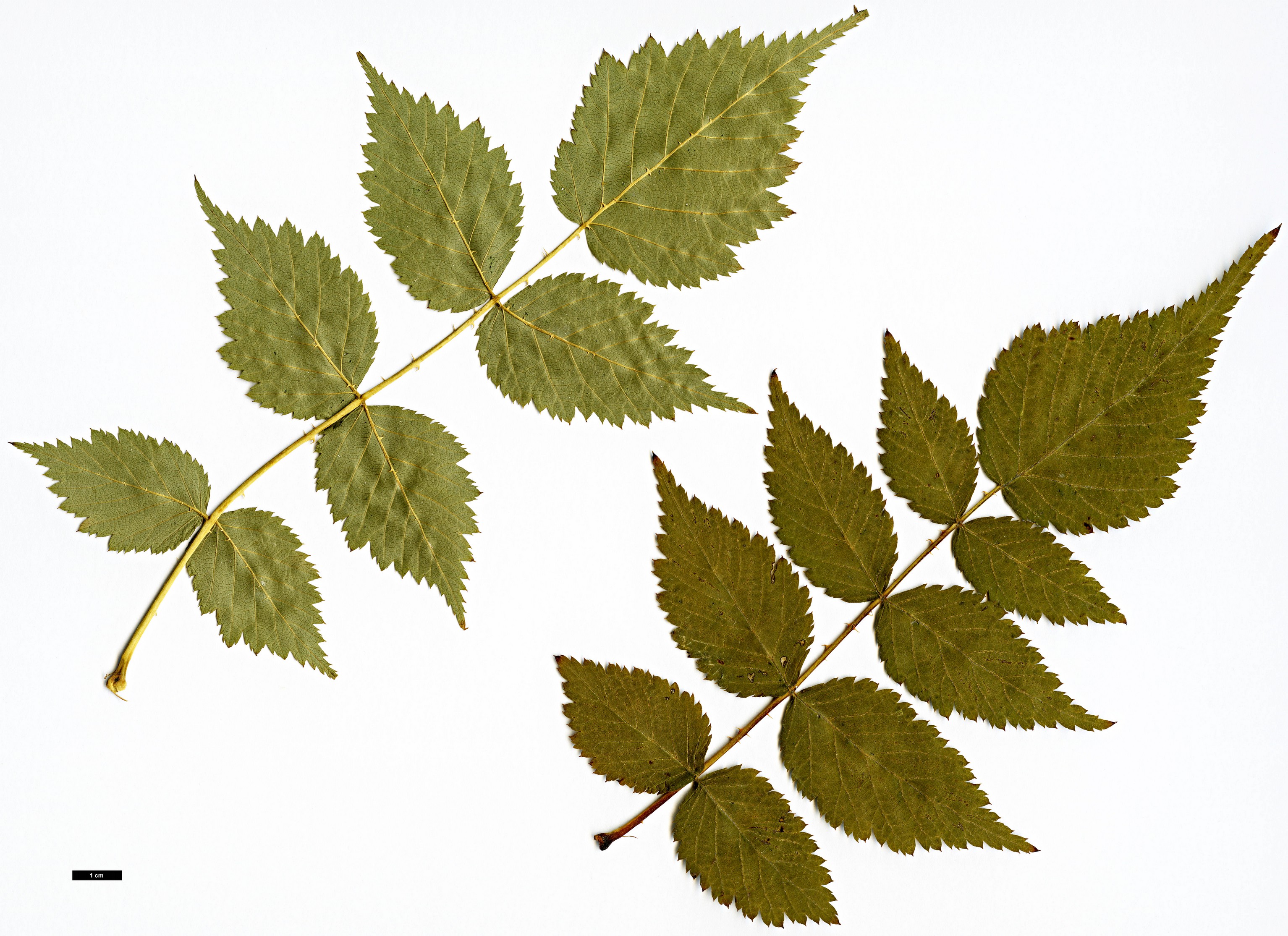 High resolution image: Family: Rosaceae - Genus: Rubus - Taxon: amabilis