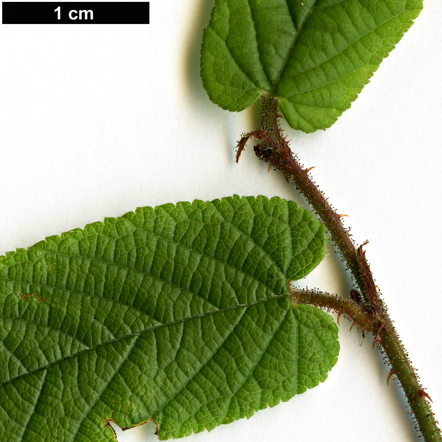 High resolution image: Family: Rosaceae - Genus: Rubus - Taxon: angustibracteatus