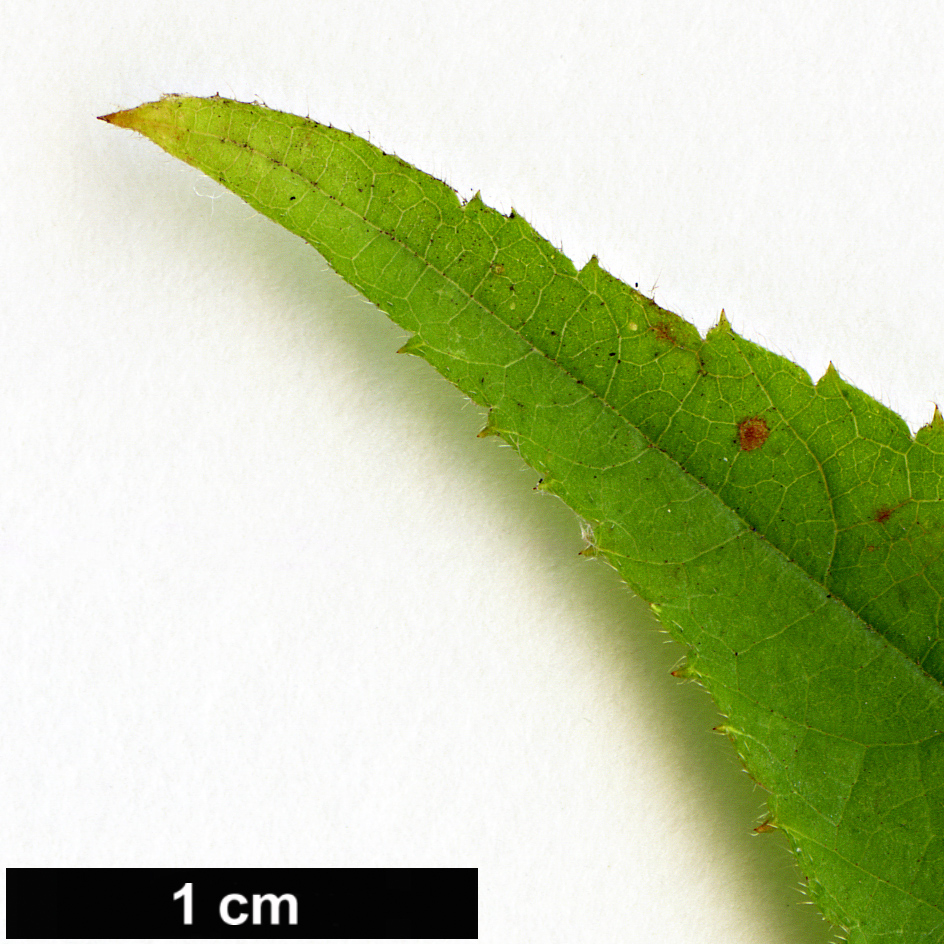 High resolution image: Family: Rosaceae - Genus: Rubus - Taxon: angustibracteatus