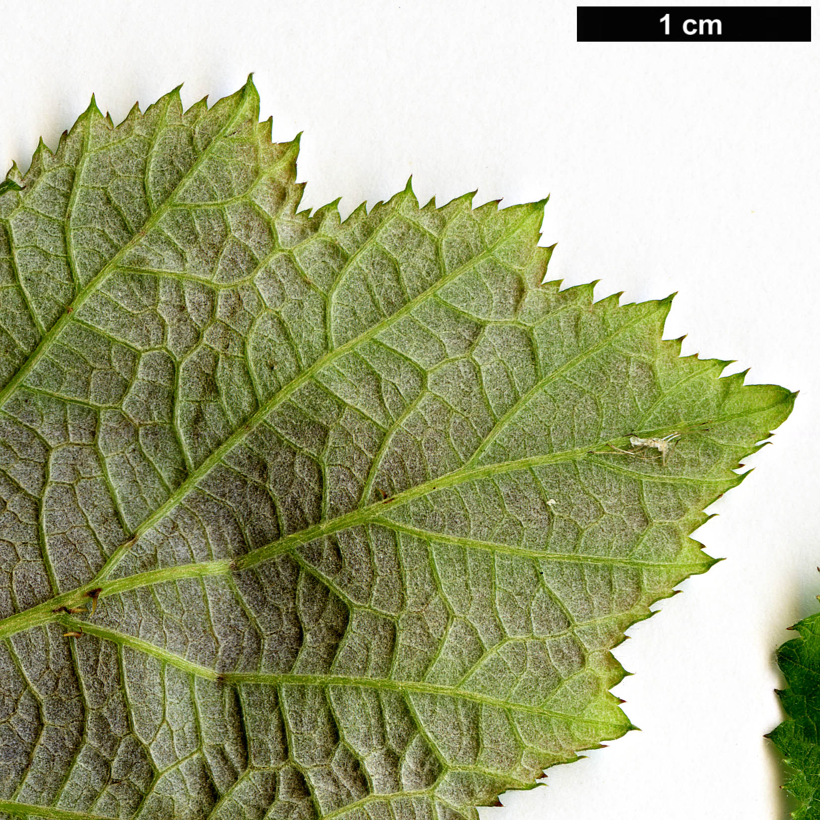 High resolution image: Family: Rosaceae - Genus: Rubus - Taxon: arachnoideus