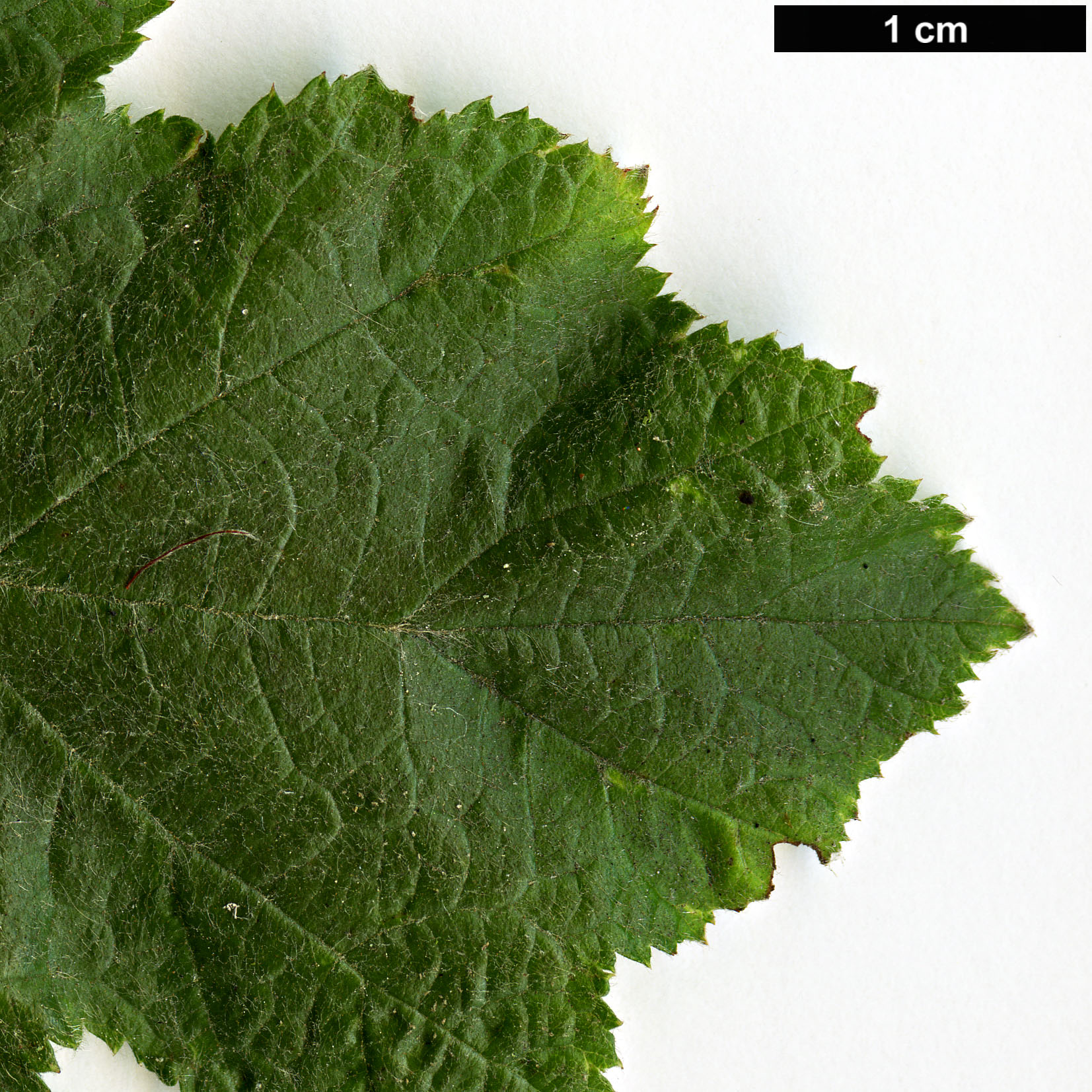 High resolution image: Family: Rosaceae - Genus: Rubus - Taxon: arachnoideus